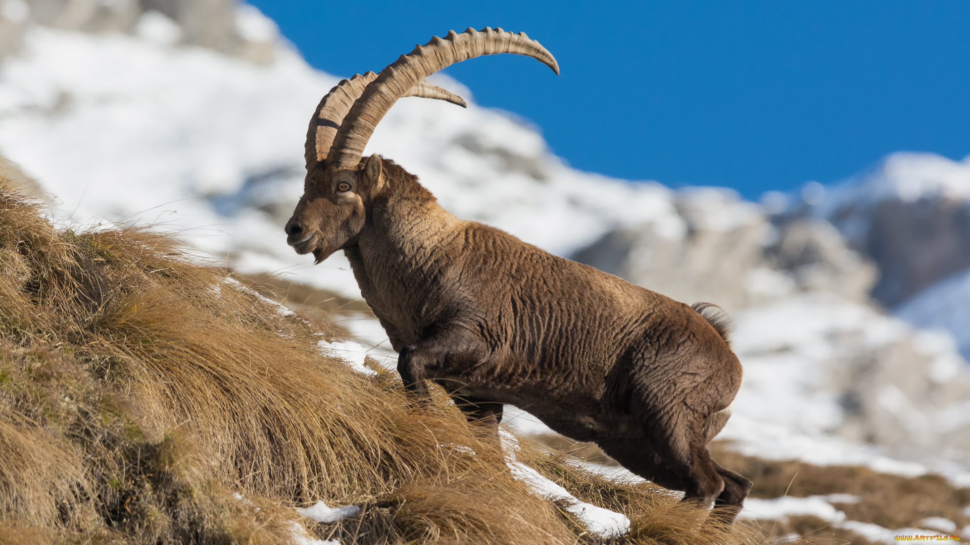 животные, козы, горный, козел