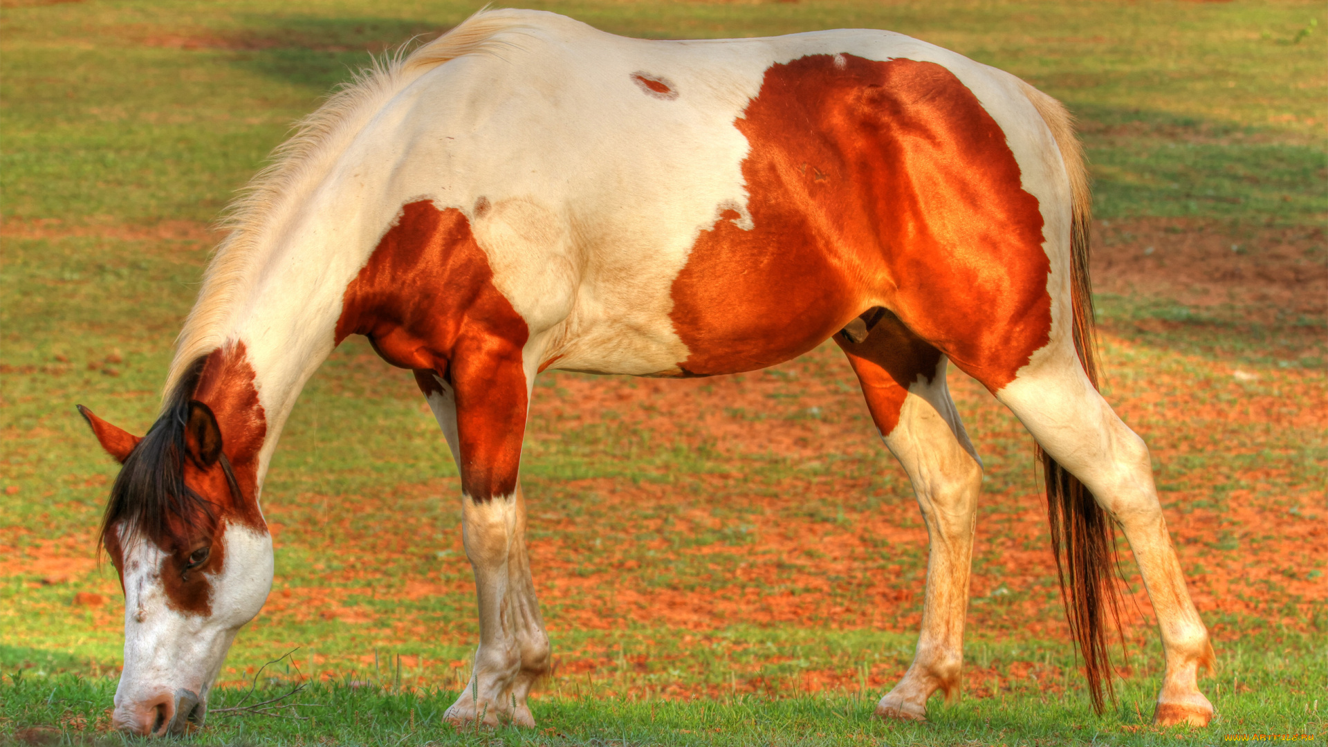 животные, лошади, horse