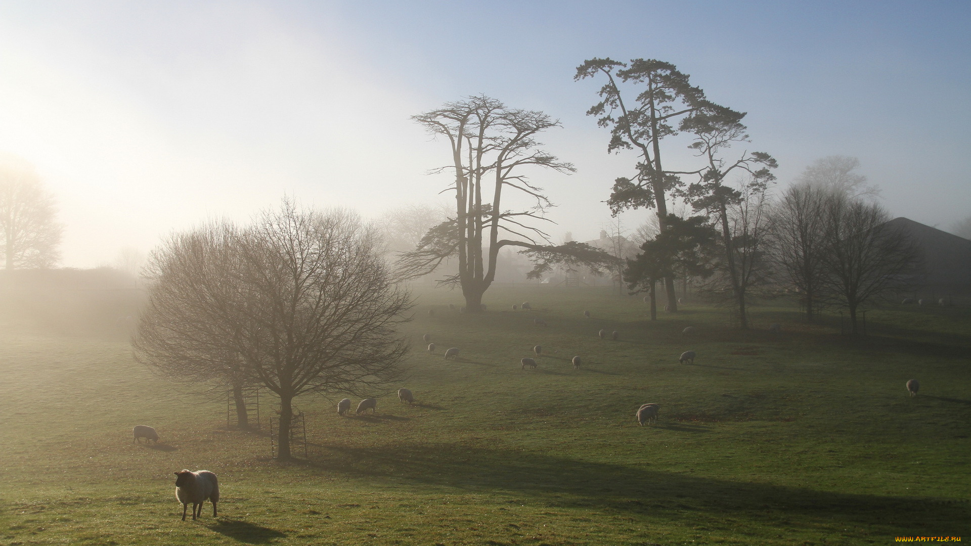 животные, овцы, , бараны, утро, поле, туман