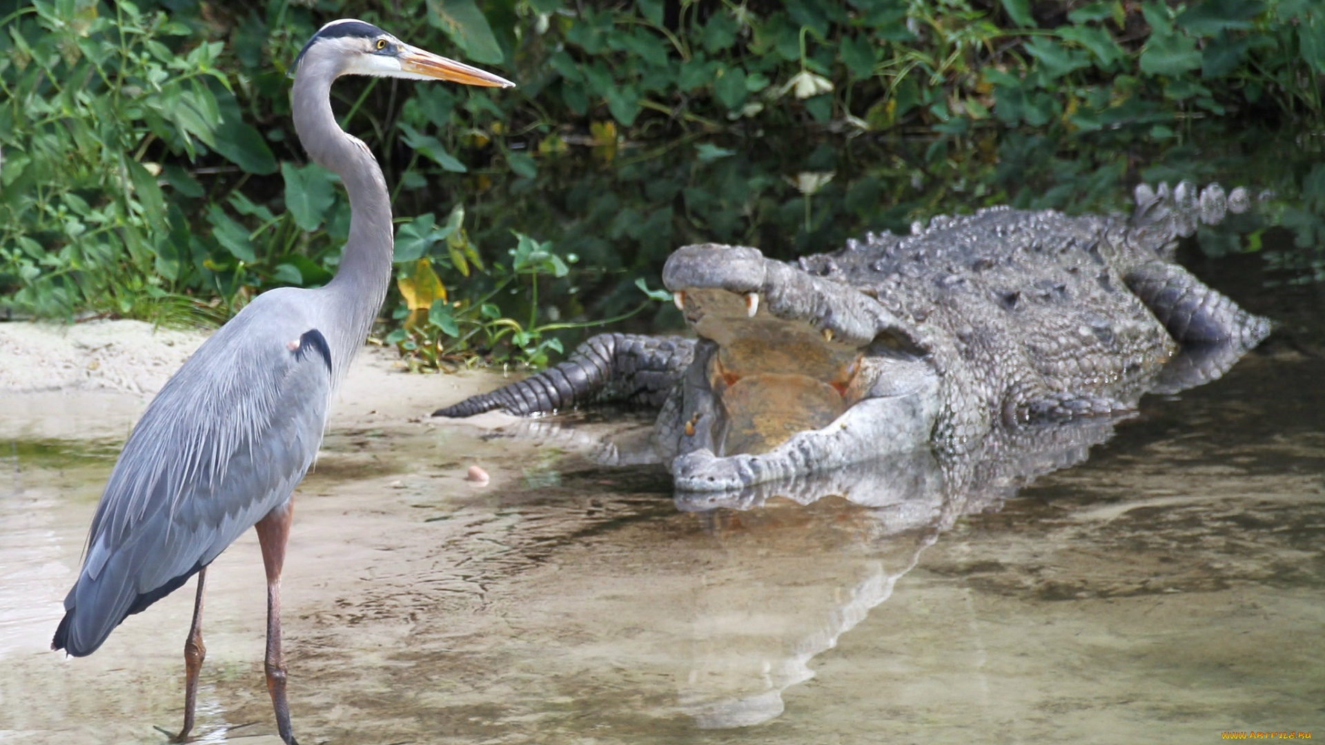животные, разные, вместе, крокодил, цапля, серая
