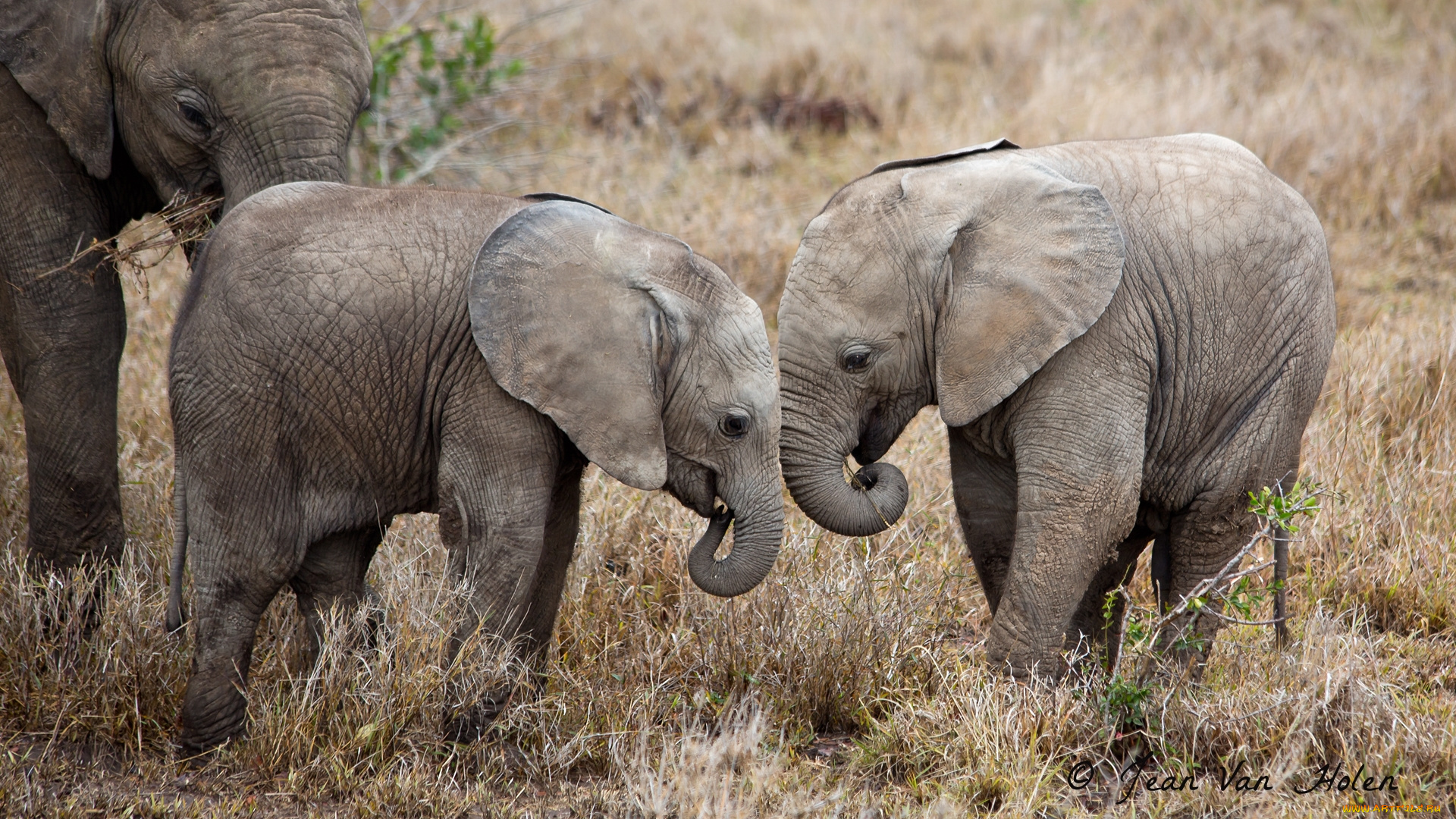 животные, слоны, игра, слонята