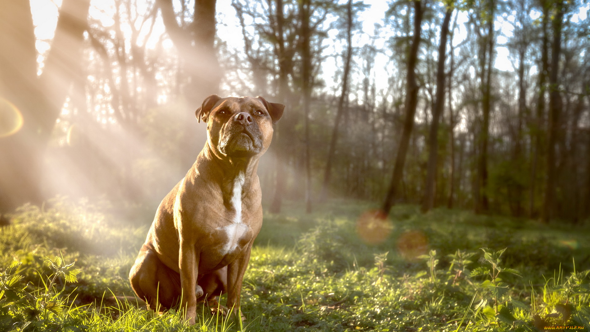 животные, собаки, собака, взгляд