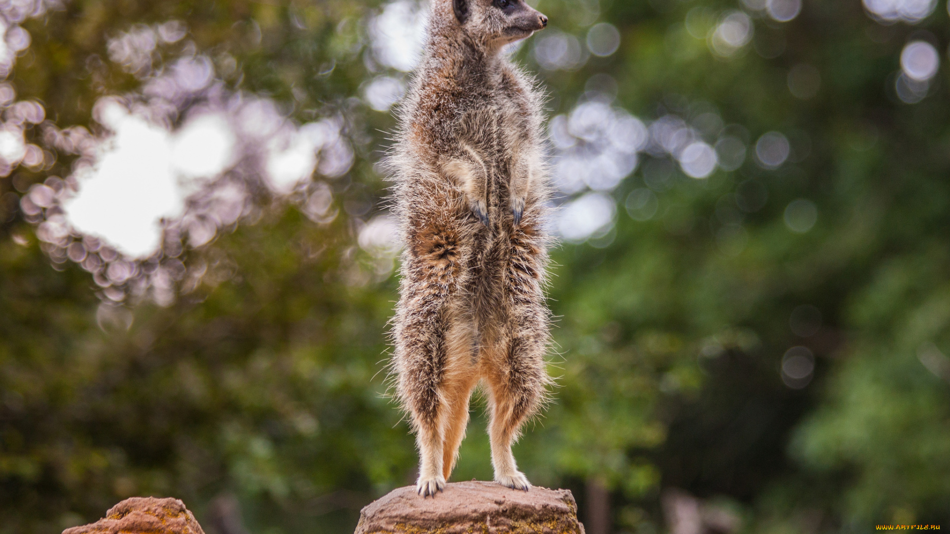 животные, сурикаты, взгляд, поза, фон, сурикат