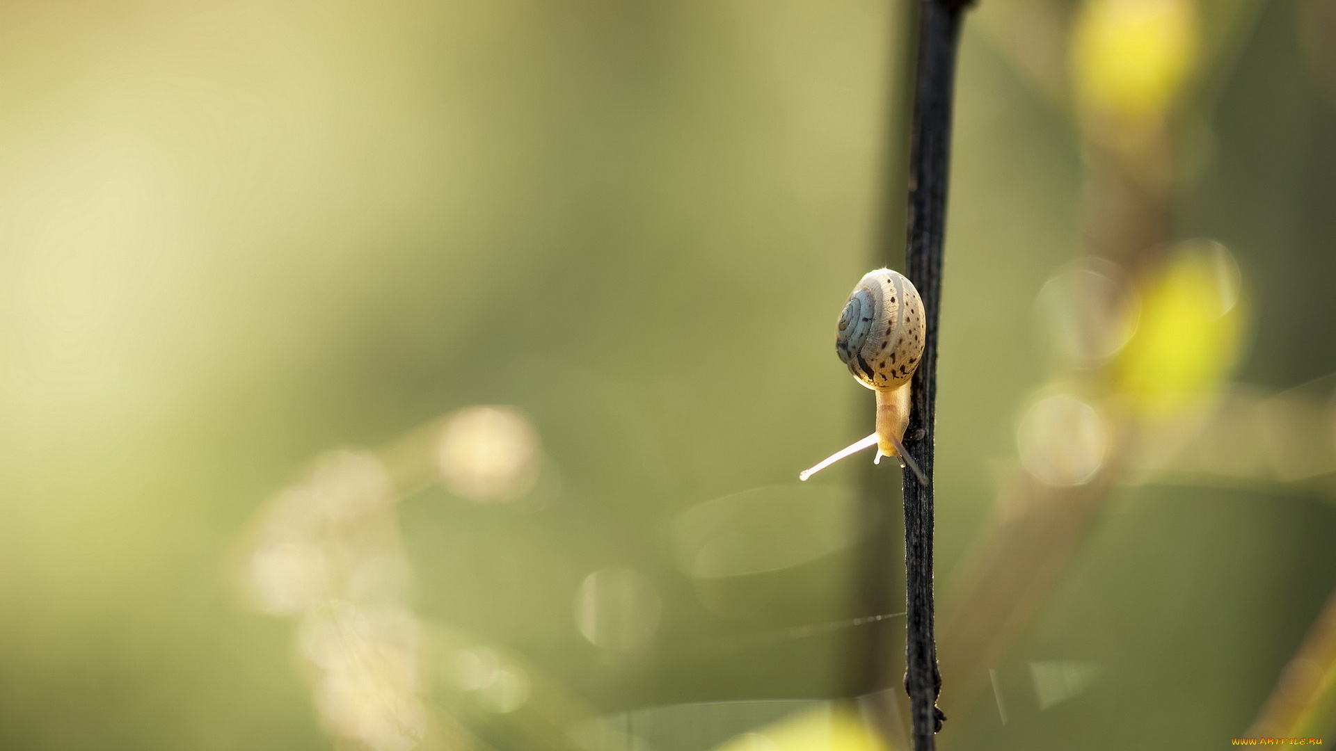 животные, улитки, лето, улитка, природа