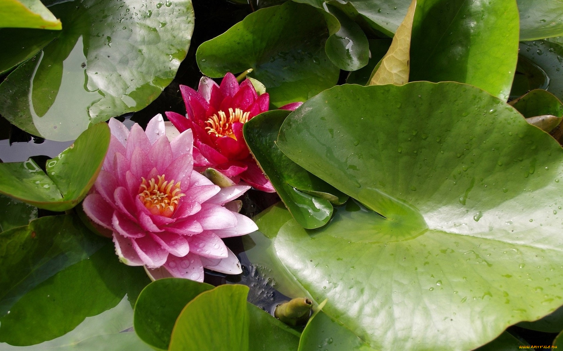 цветы, лотосы, лепестки, листья