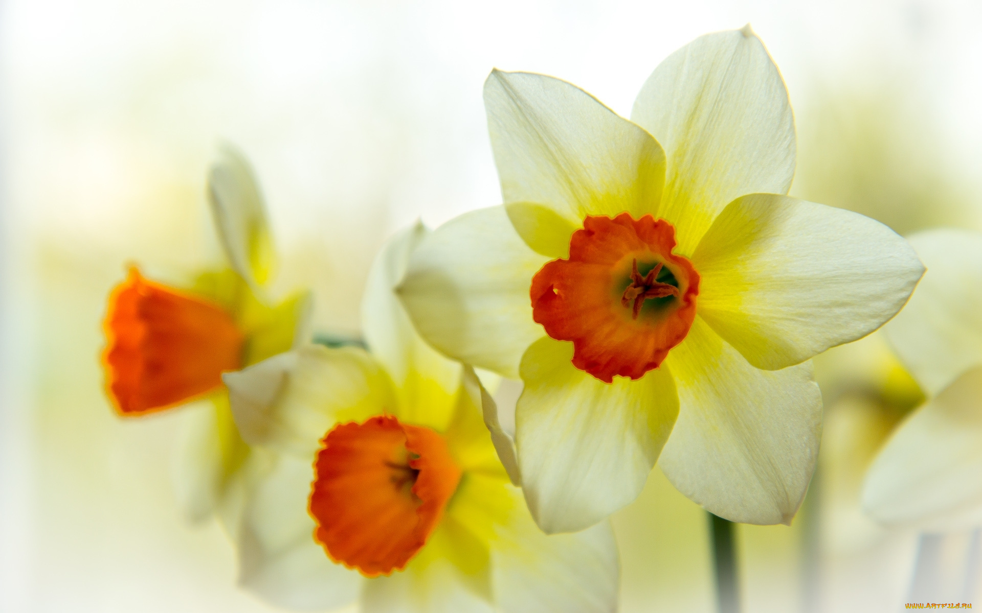 цветы, нарциссы, лепестки