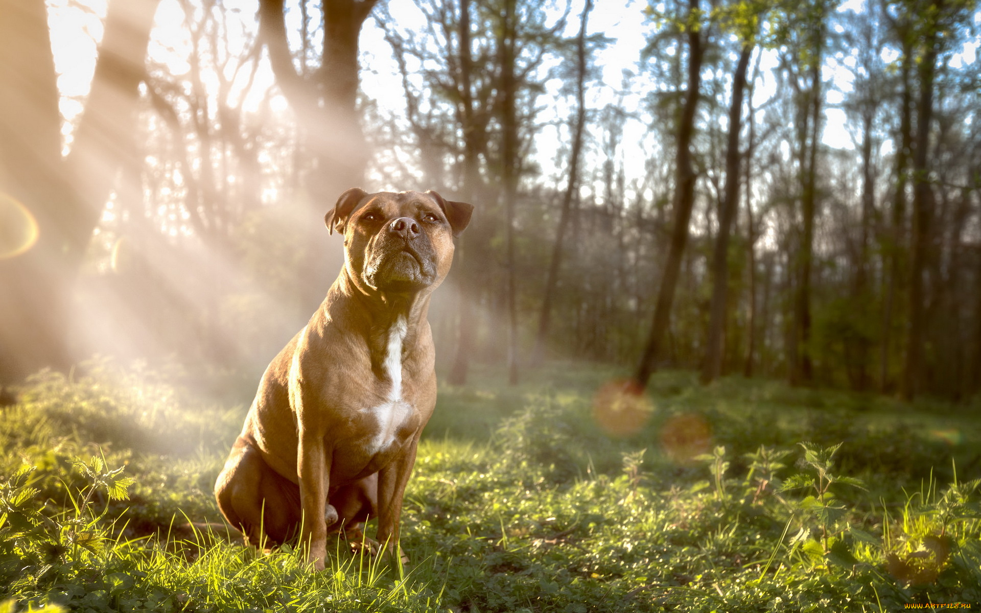 животные, собаки, собака, взгляд