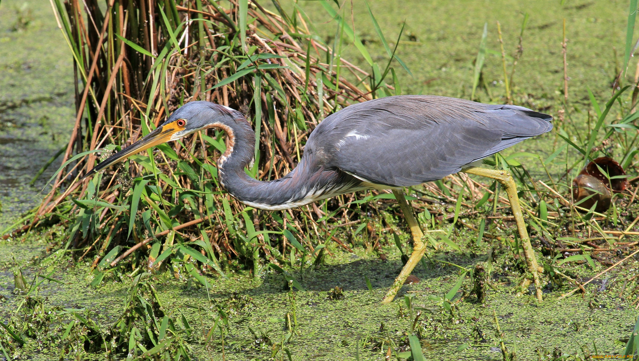 животные, цапли, , выпи, серая, цапля