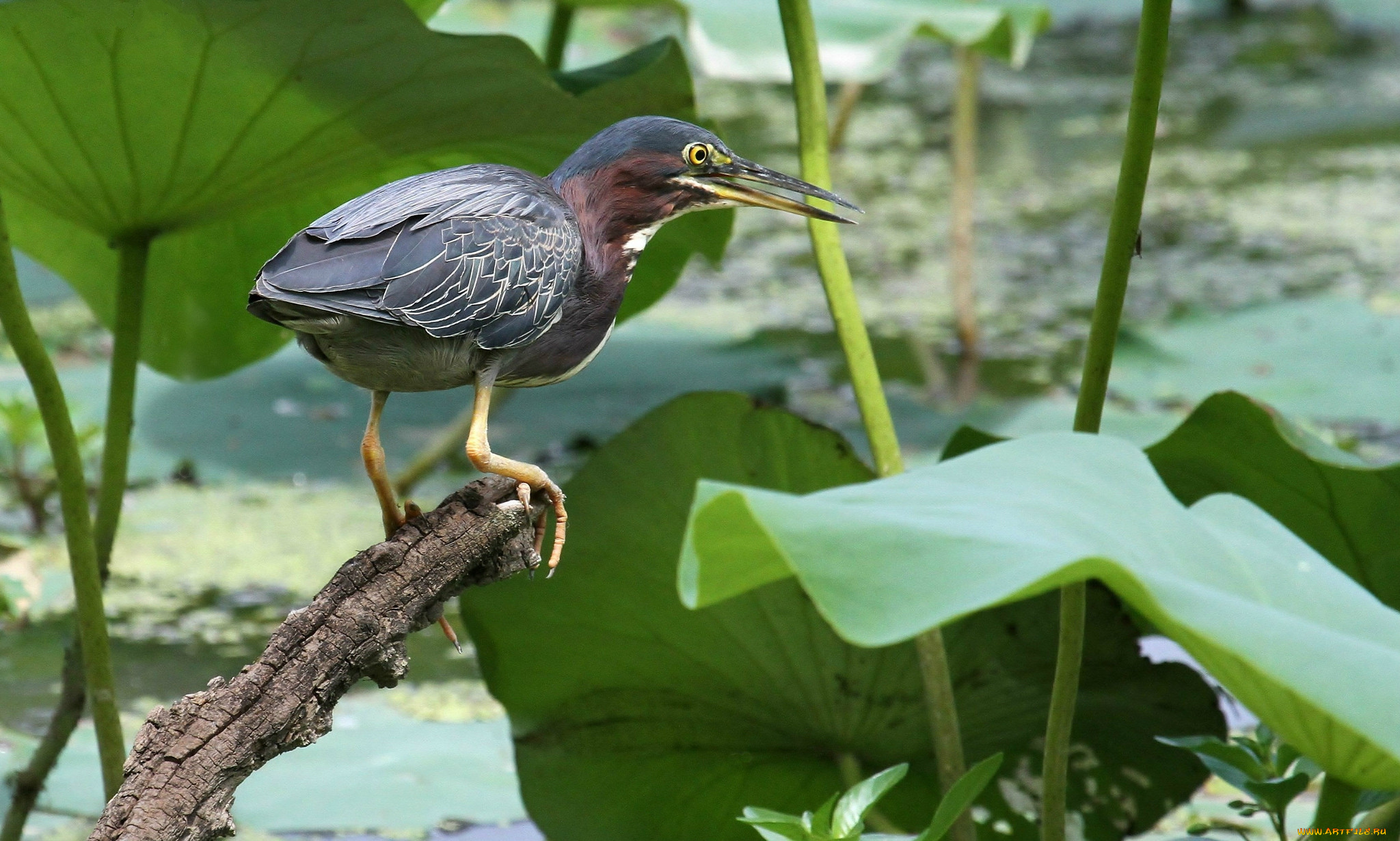 животные, цапли, , выпи, серая, цапля