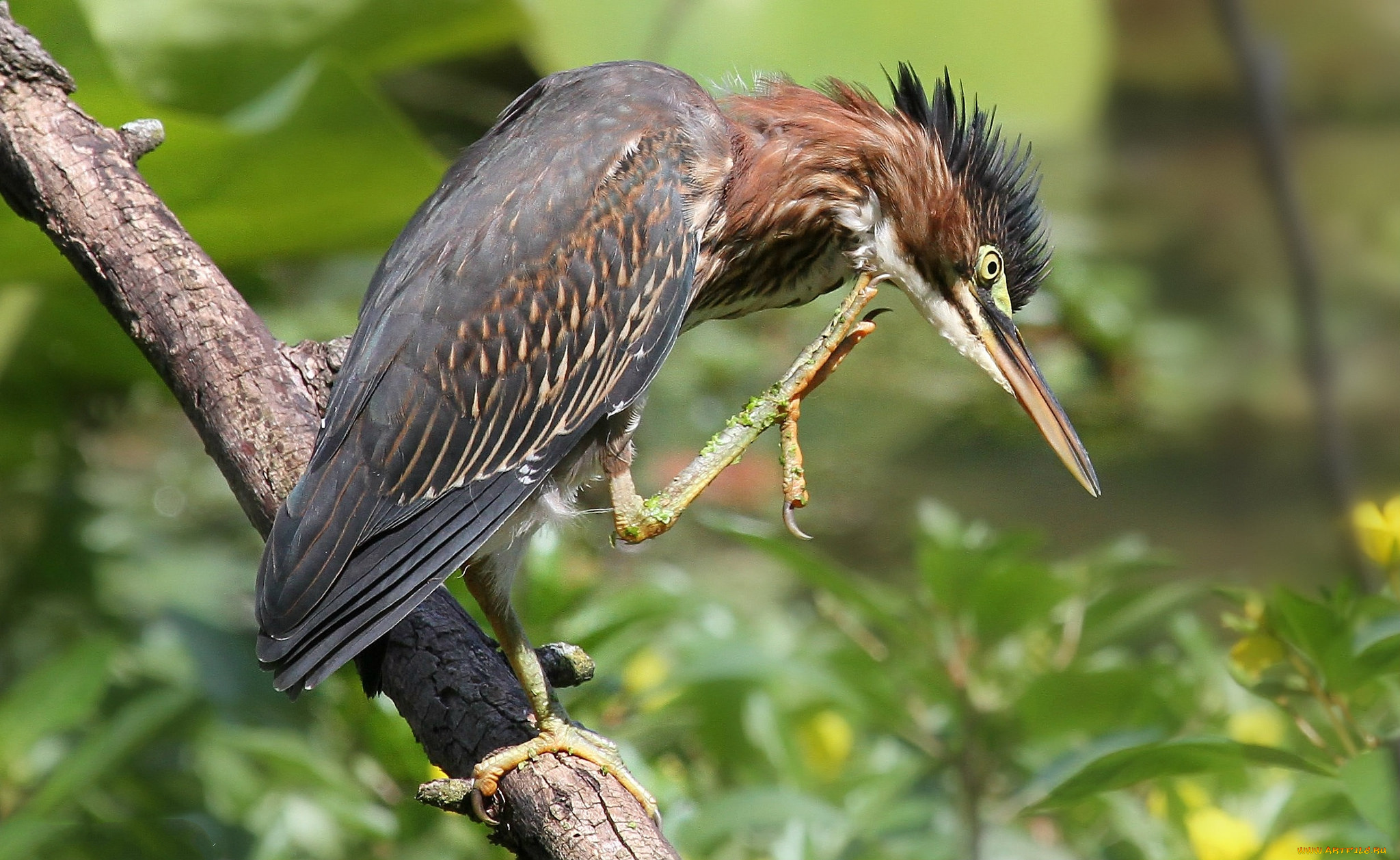 животные, цапли, , выпи, выпь