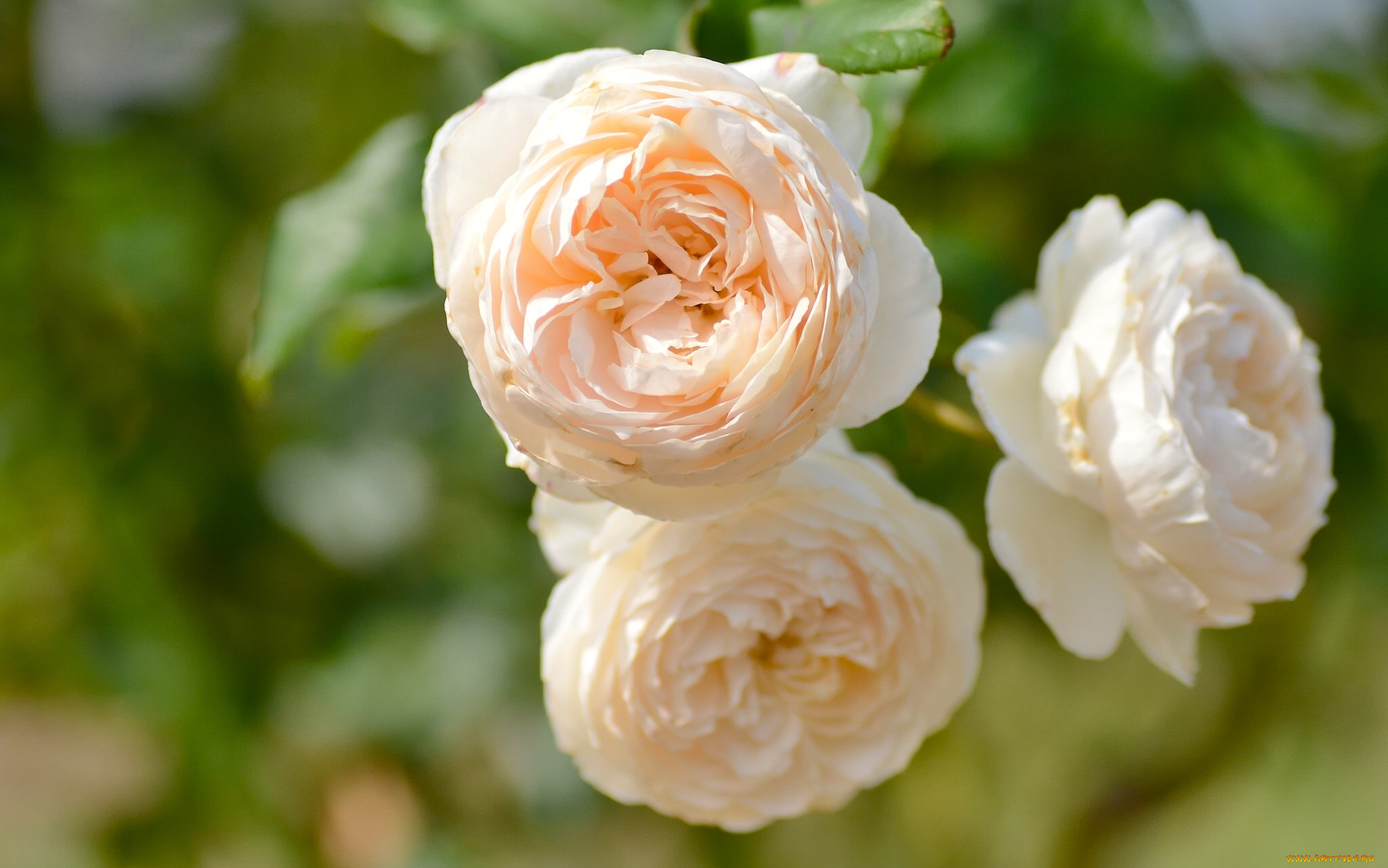 цветы, розы, макро, нежность