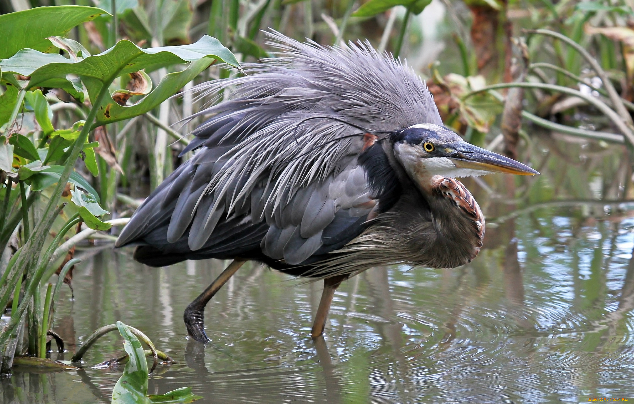 животные, цапли, , выпи, серая, цапля
