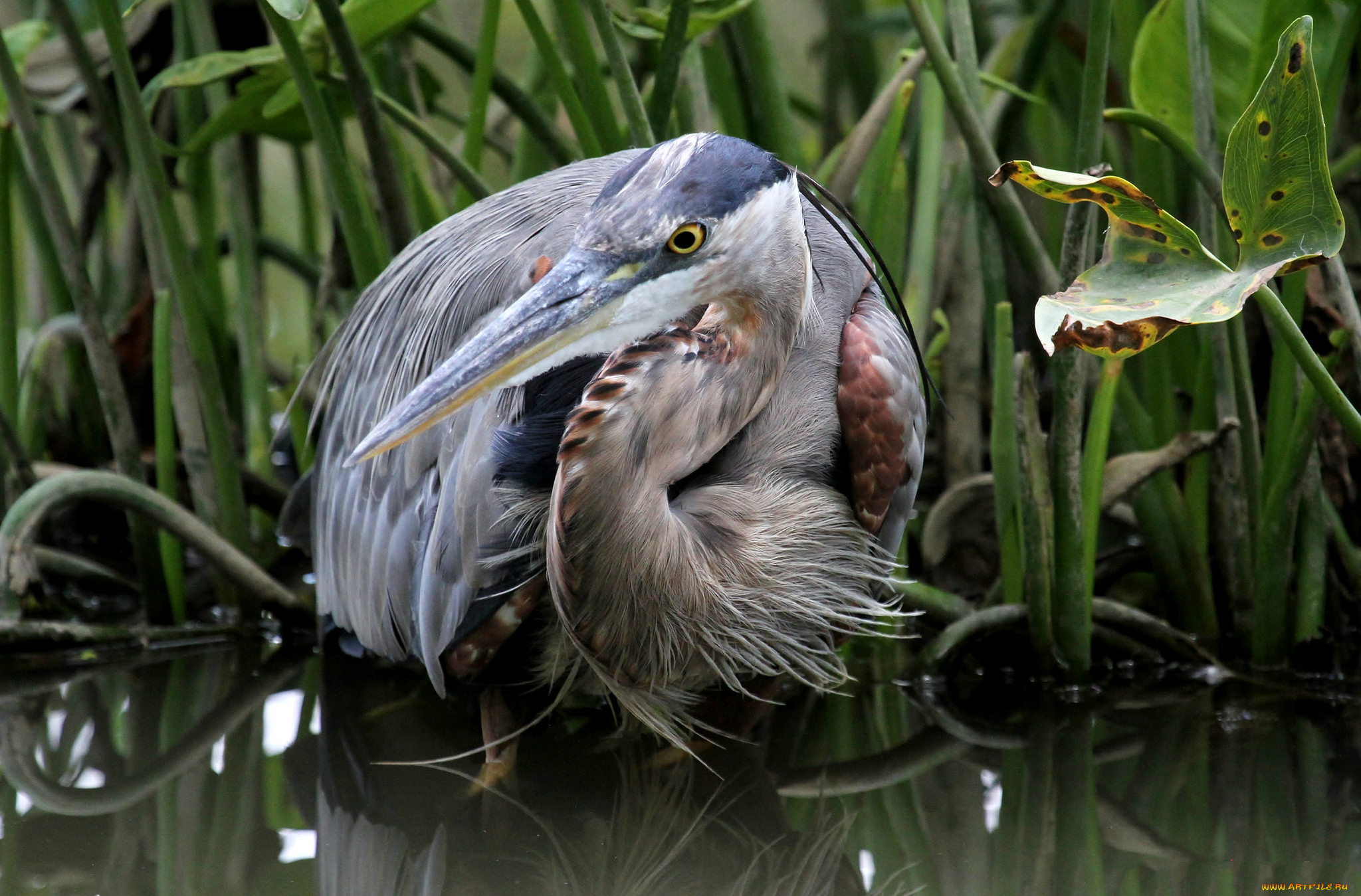 животные, цапли, , выпи, цапля, серая