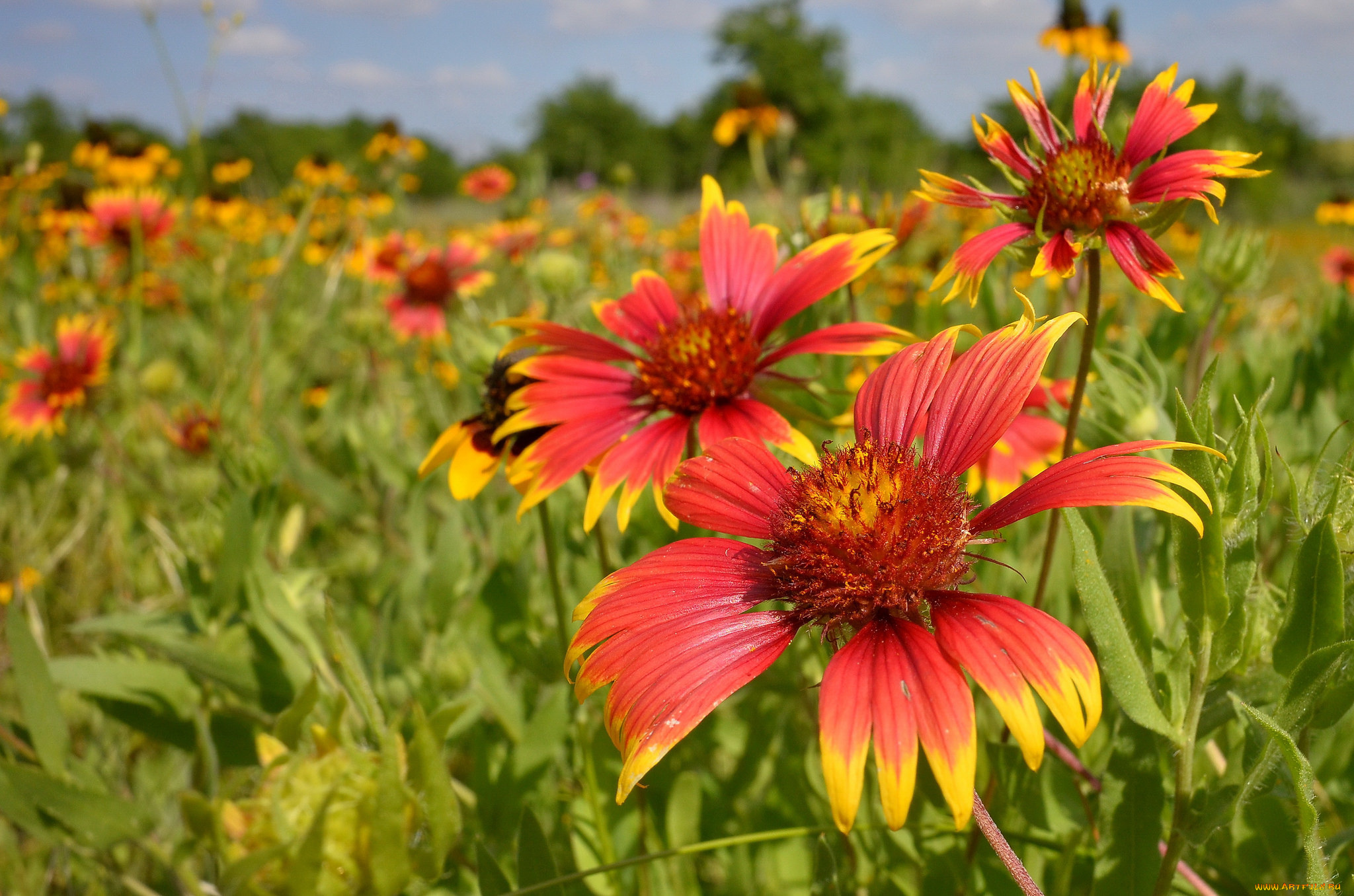 цветы, гайлардии, , гелениумы, гайлардия, луг, лето