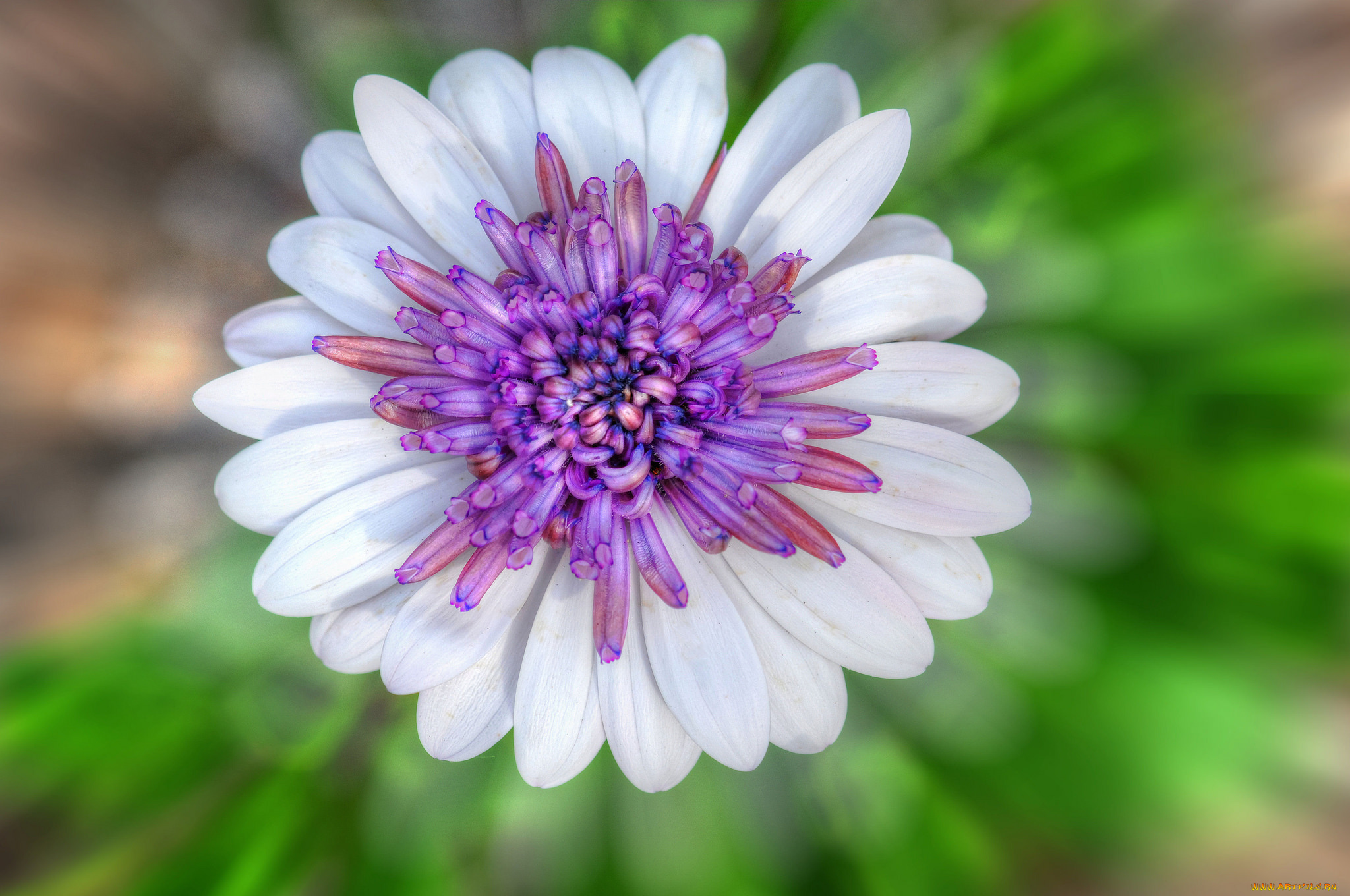 цветы, цветок