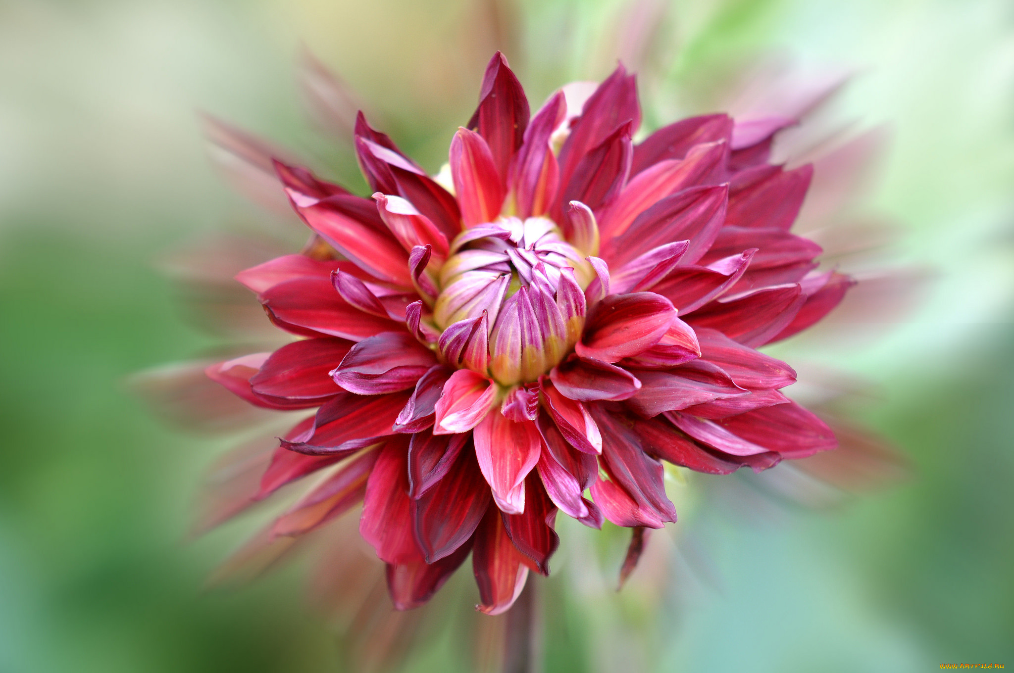 цветы, георгины, цветок