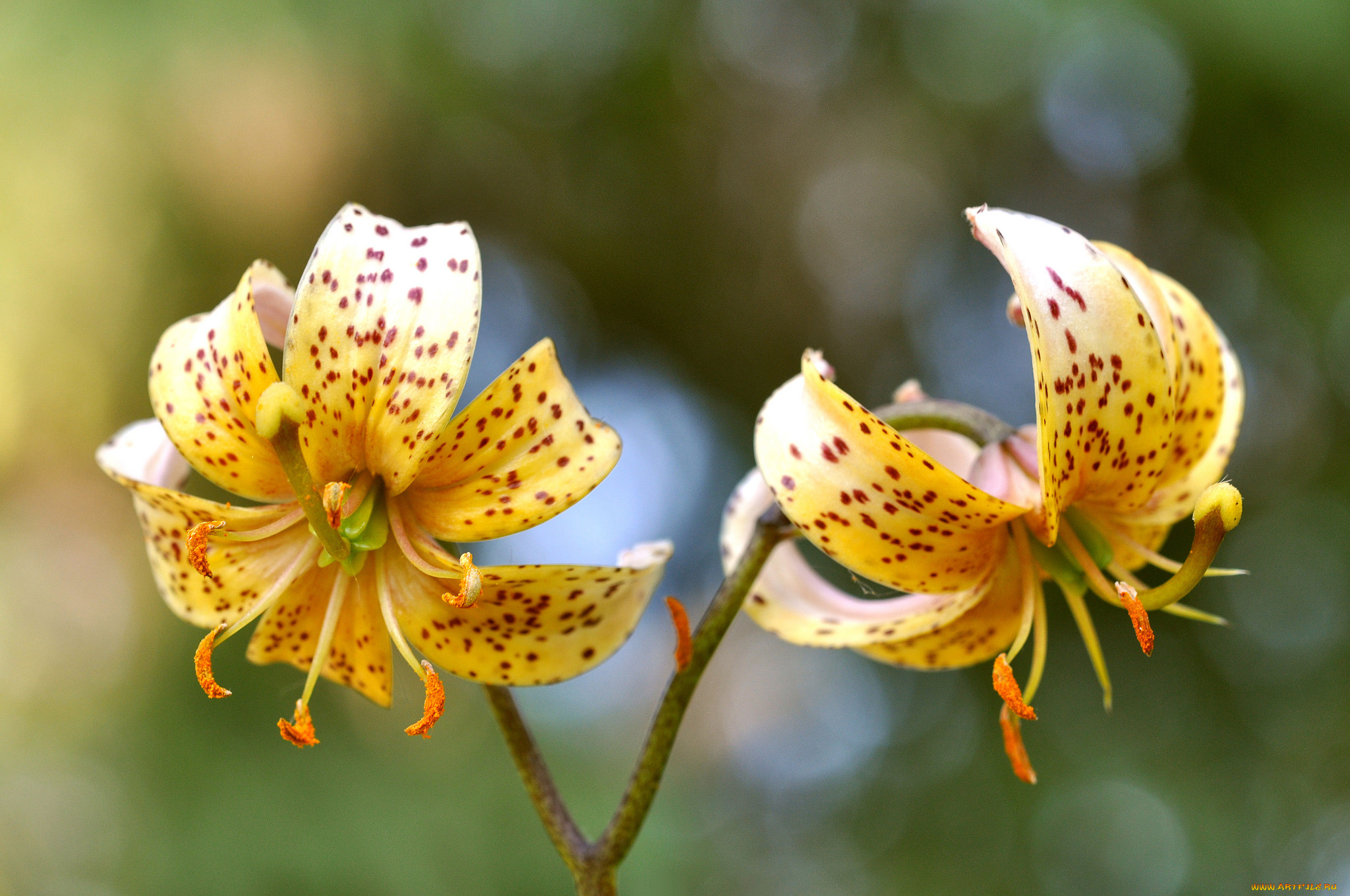 цветы, лилии, , лилейники, цветок
