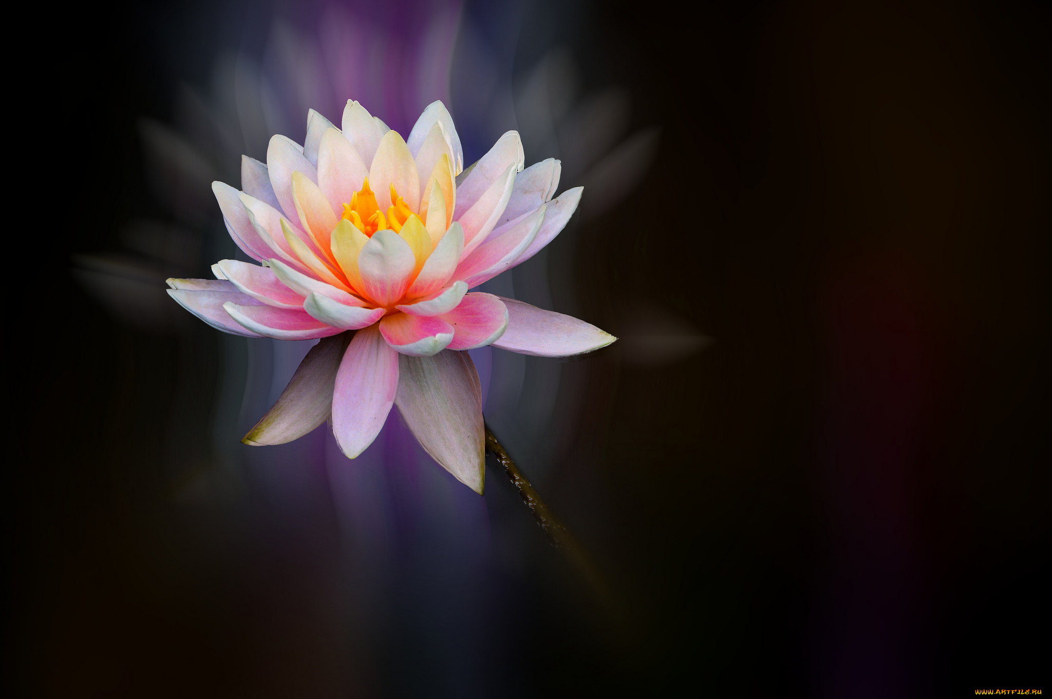 цветы, лилии, водяные, , нимфеи, , кувшинки, цветок