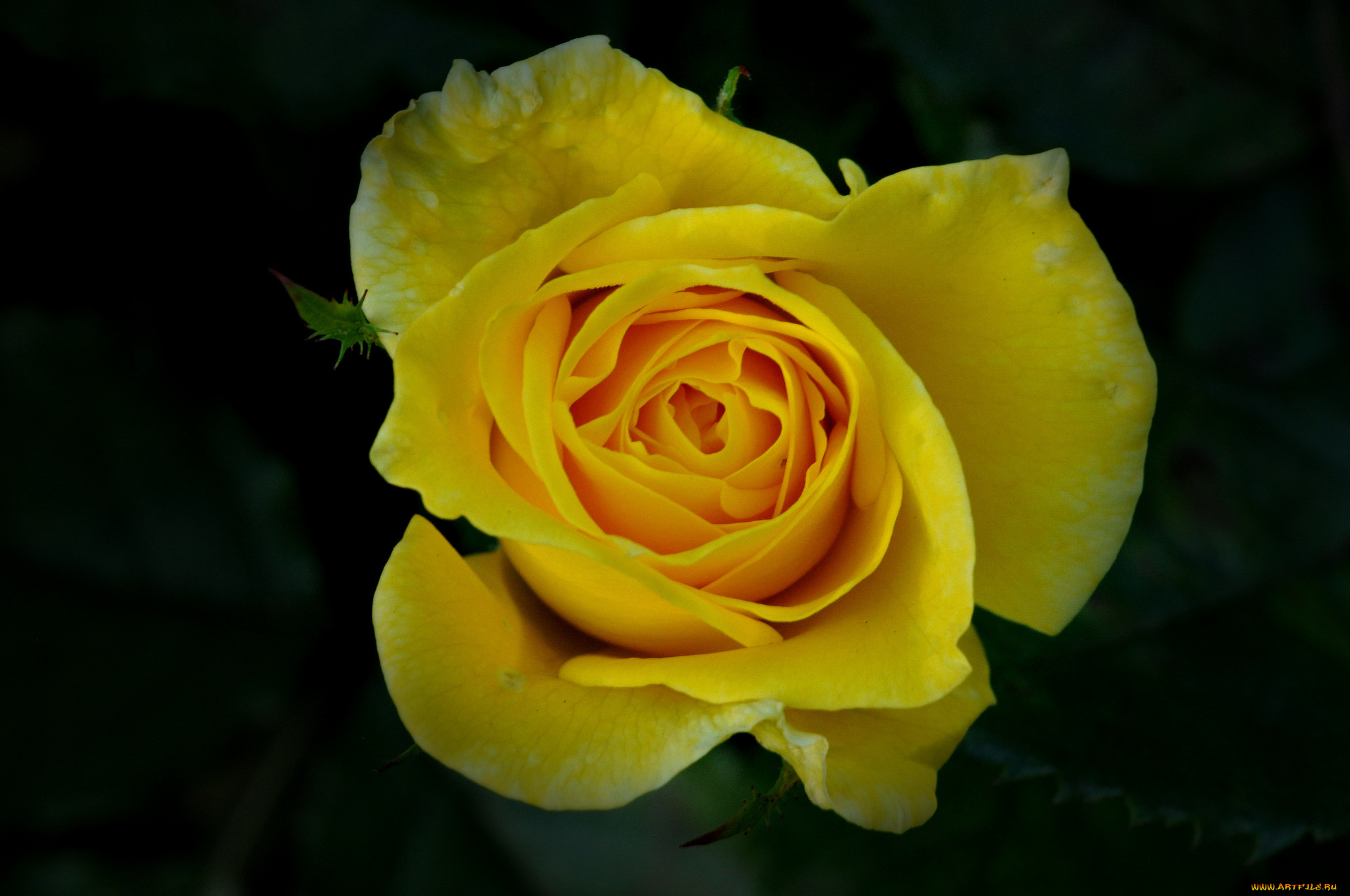 цветы, розы, цветок