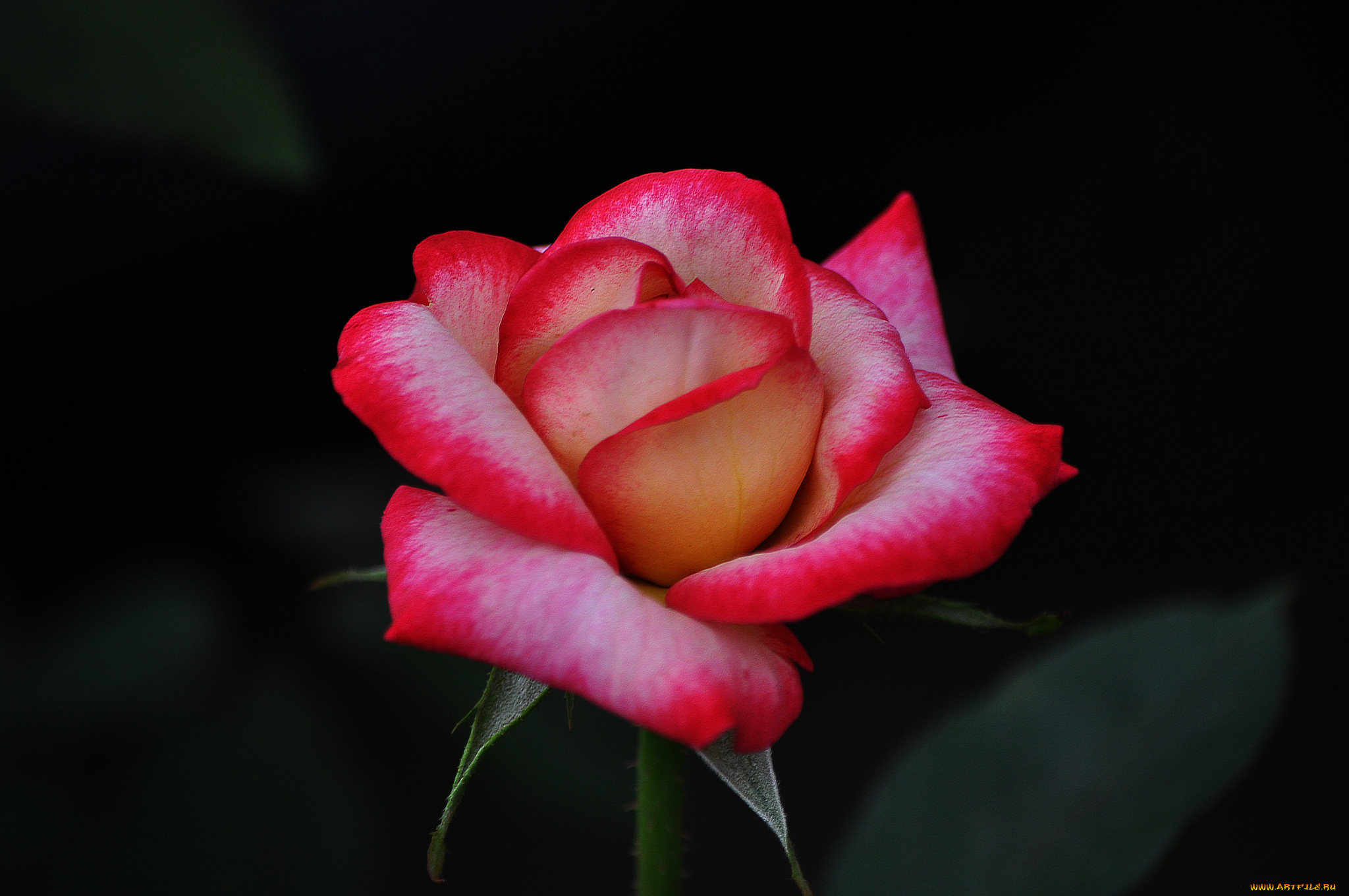 цветы, розы, роза, бутон