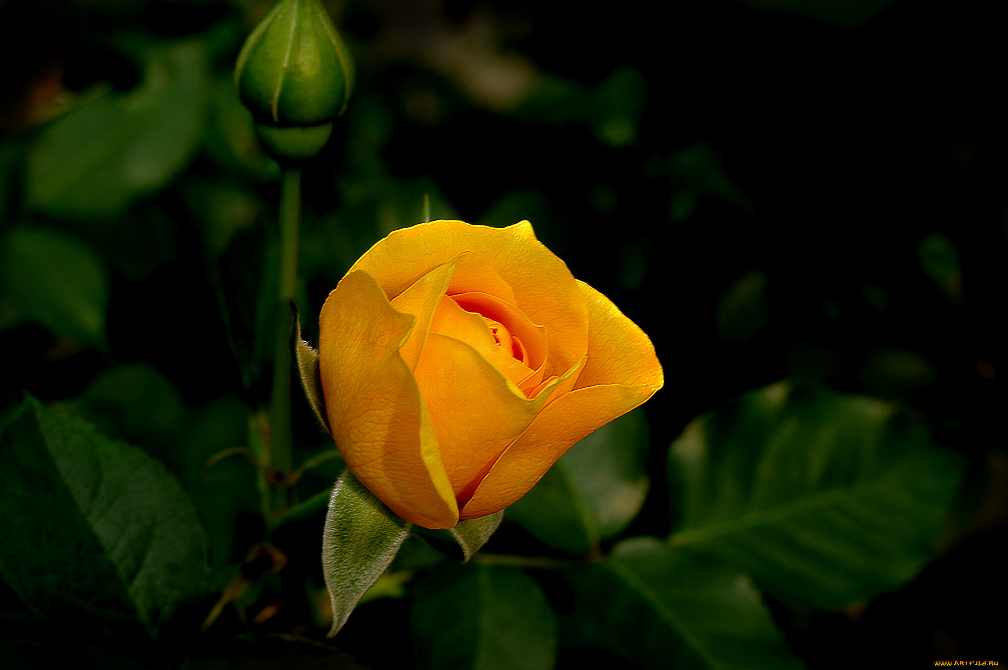 цветы, розы, бутон, роза