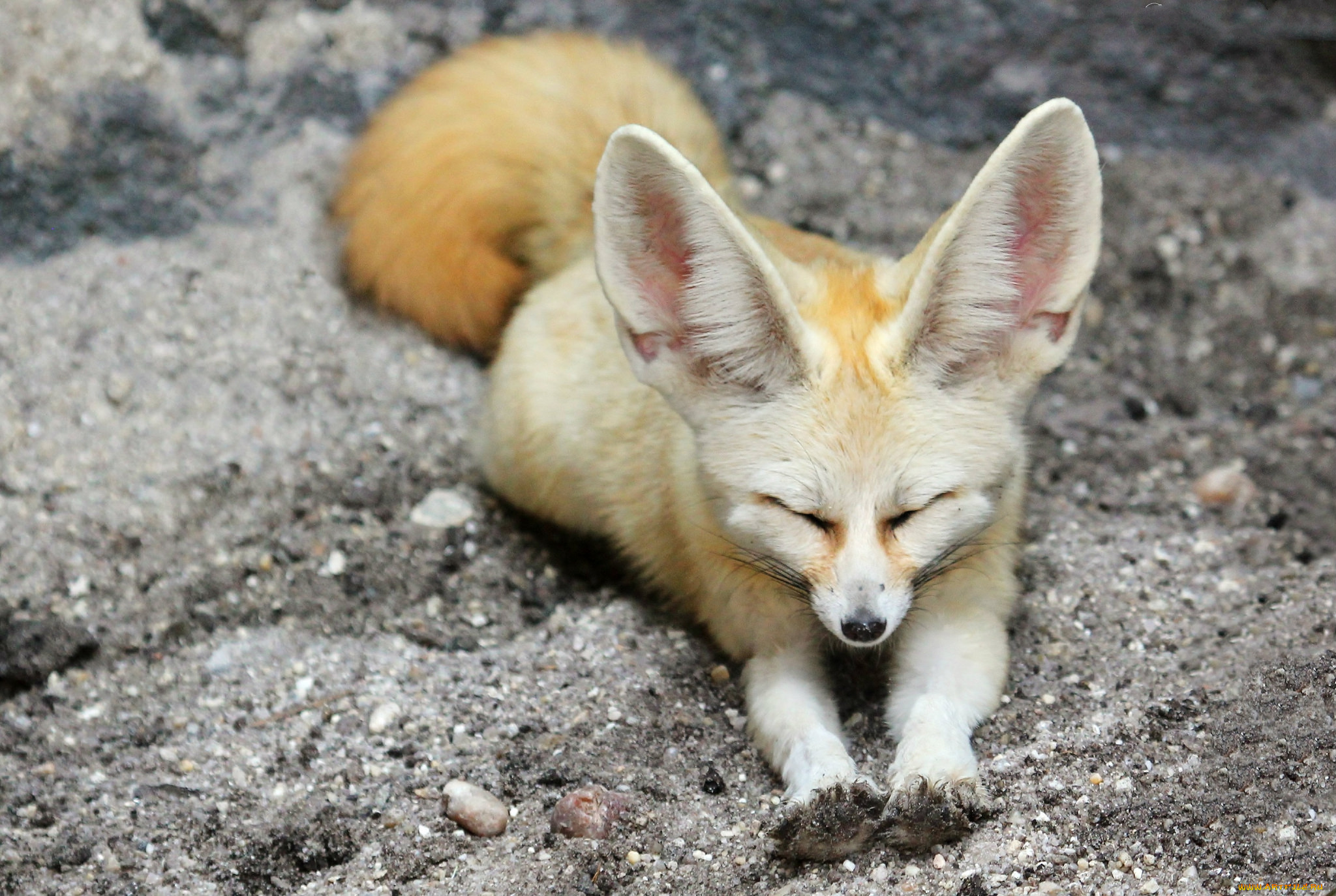 животные, фенеки, фенек, лисичка