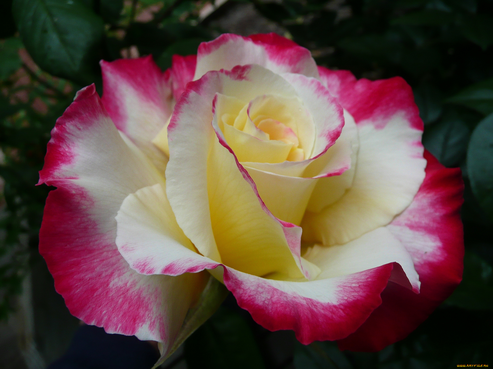 цветы, розы, бутон, роза