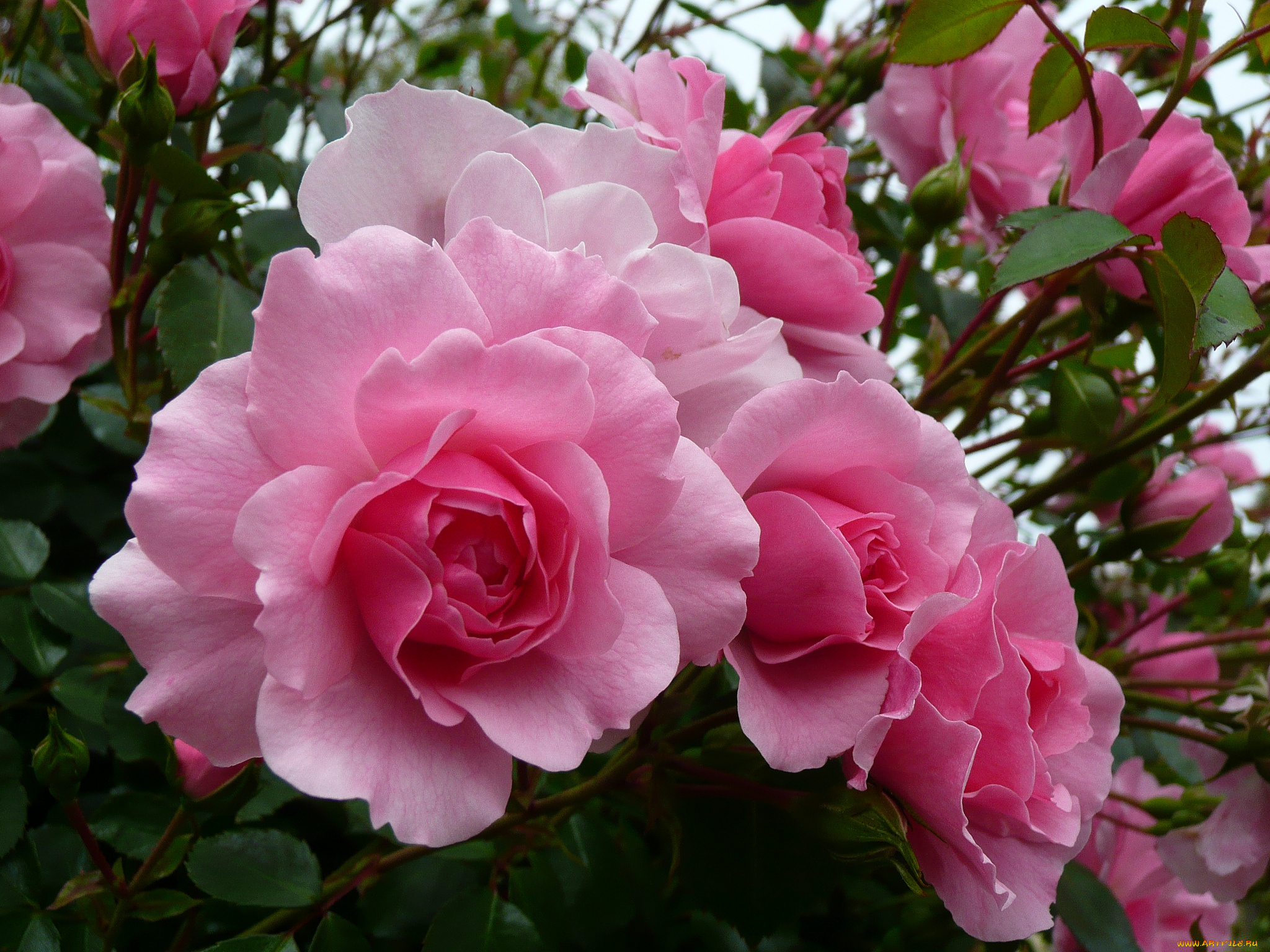 цветы, розы, бутон, роза