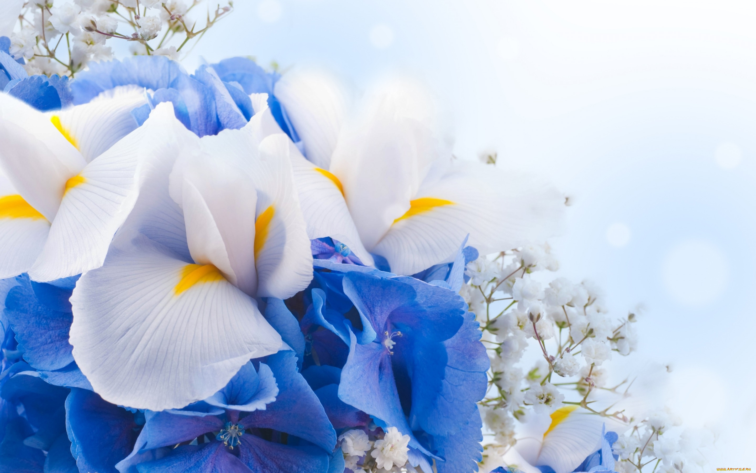 цветы, ирисы, цвет, нежность, букет