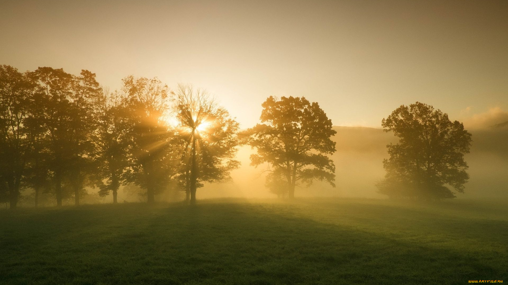 природа, деревья, туман