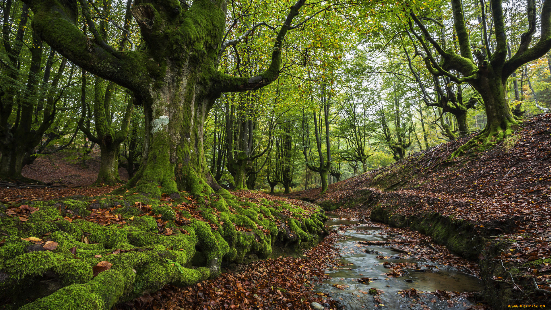природа, лес, деревья