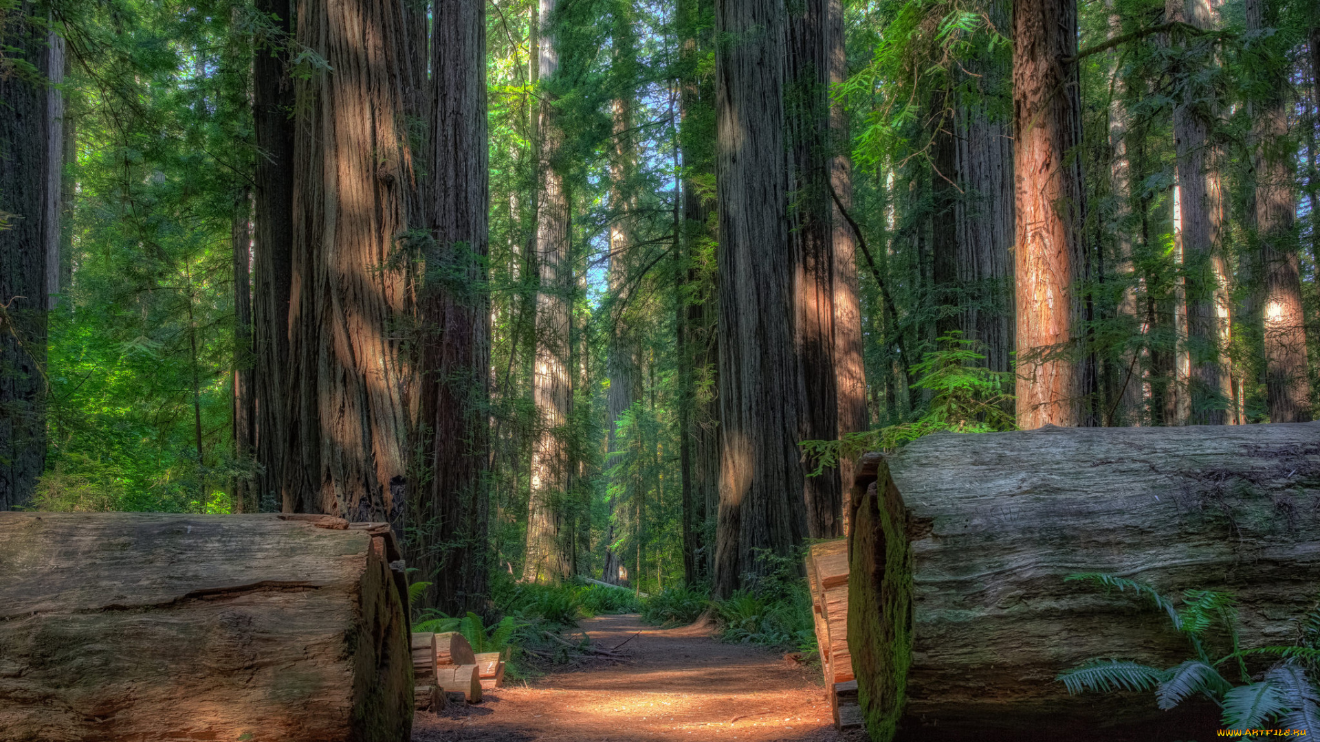 природа, лес, деревья