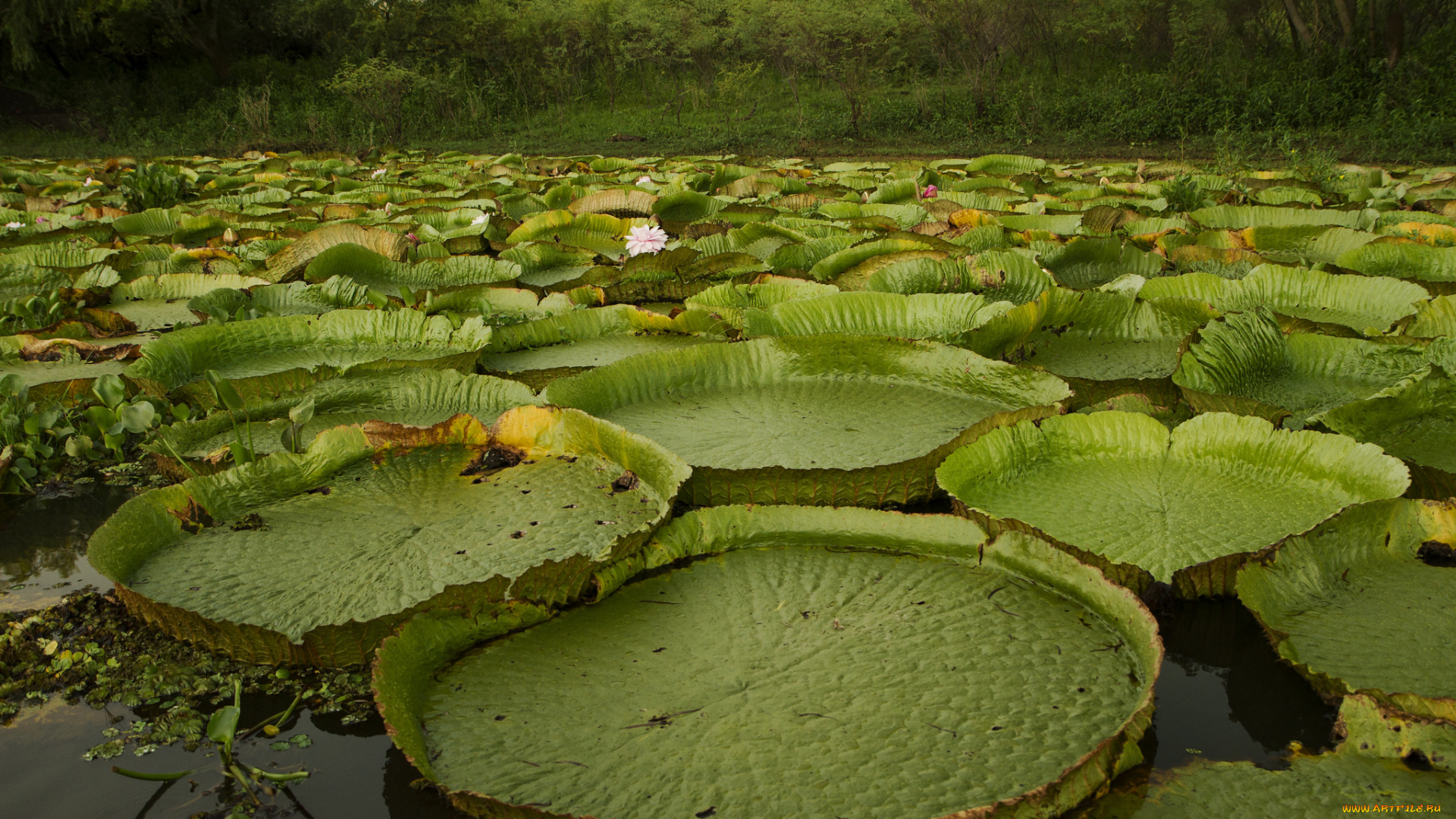 природа, реки, озера, лес, река