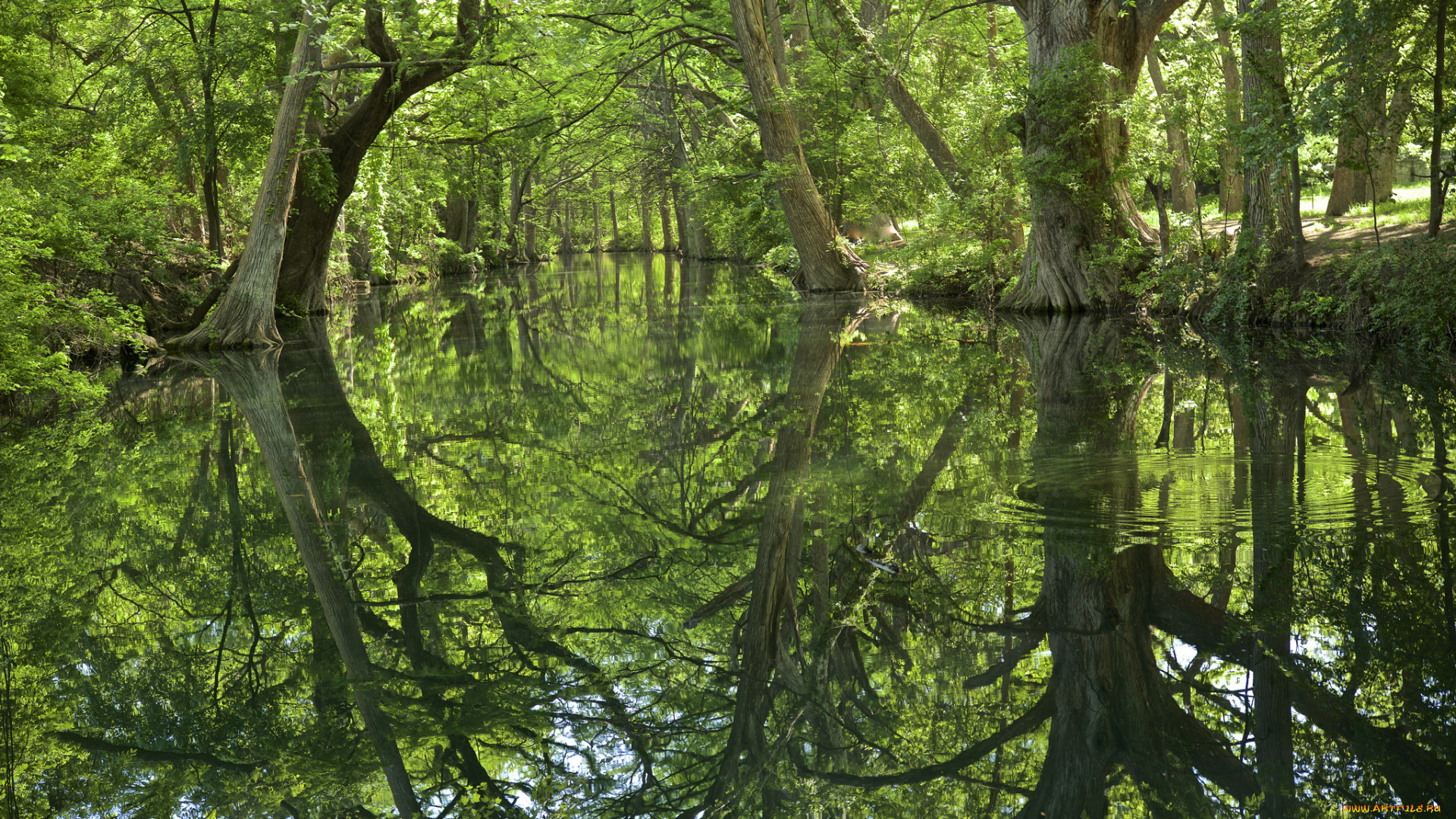 природа, реки, озера, лес, река