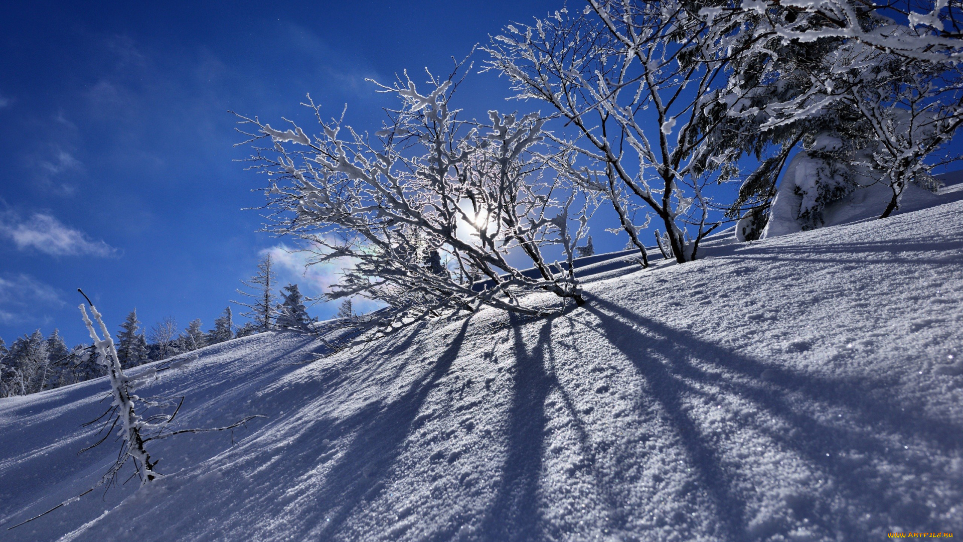 природа, зима, снег, деревья