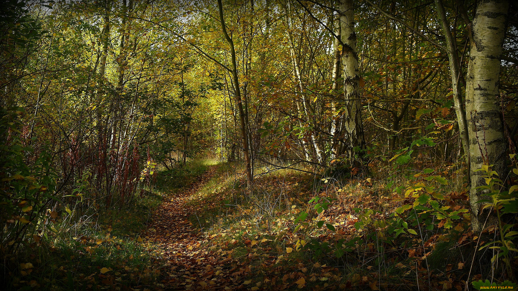 природа, лес, деревья
