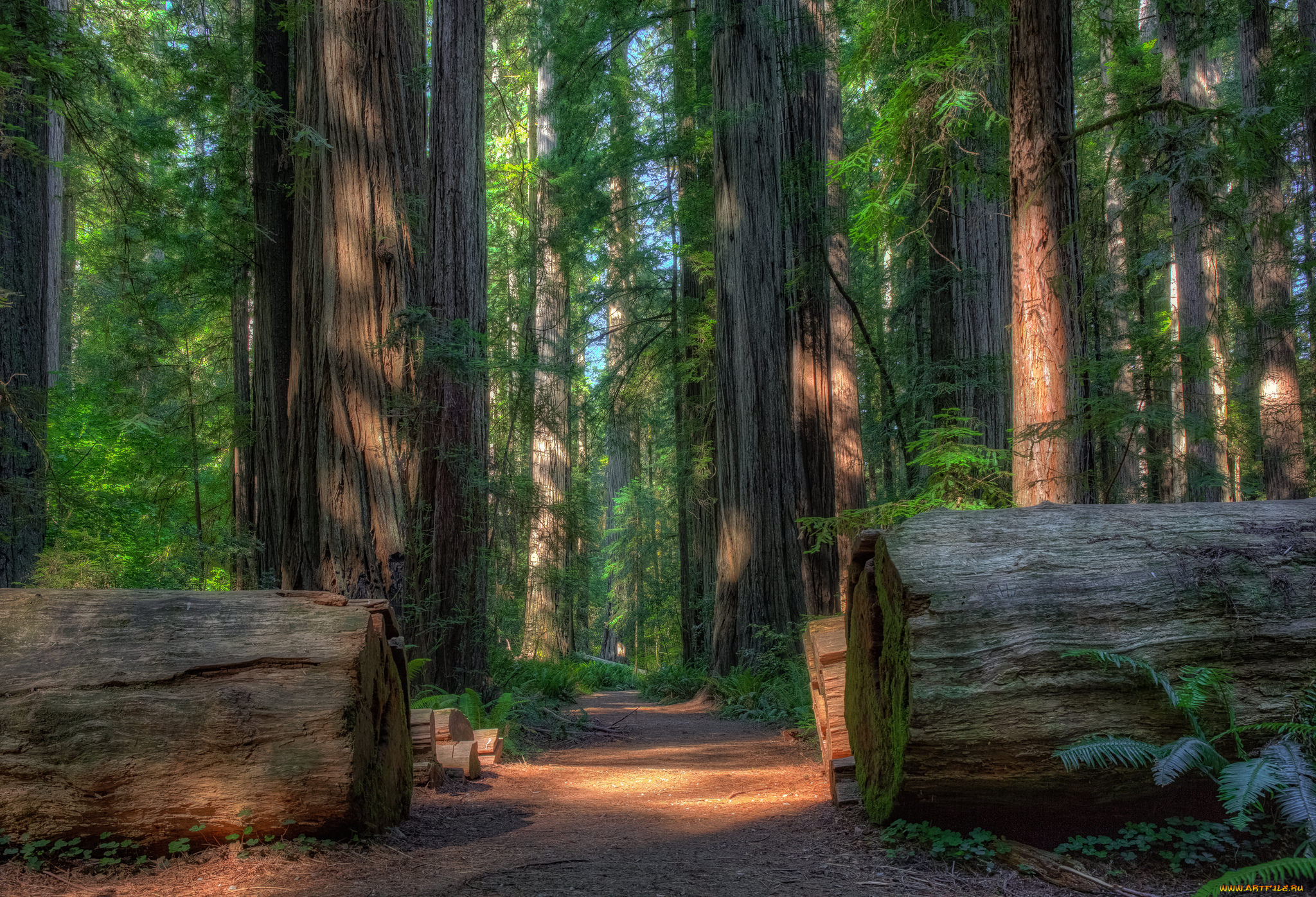 природа, лес, деревья