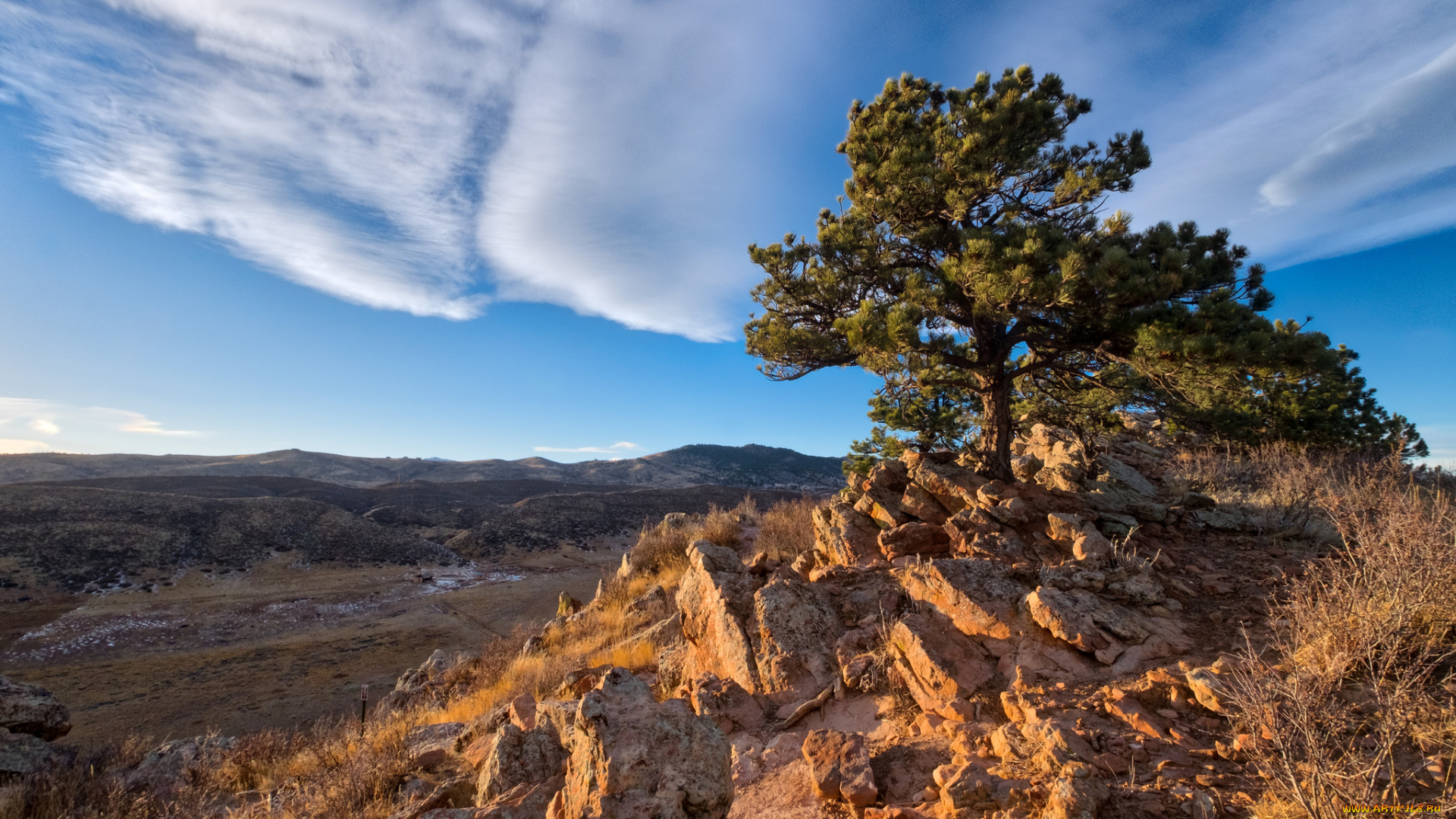 природа, деревья, простор