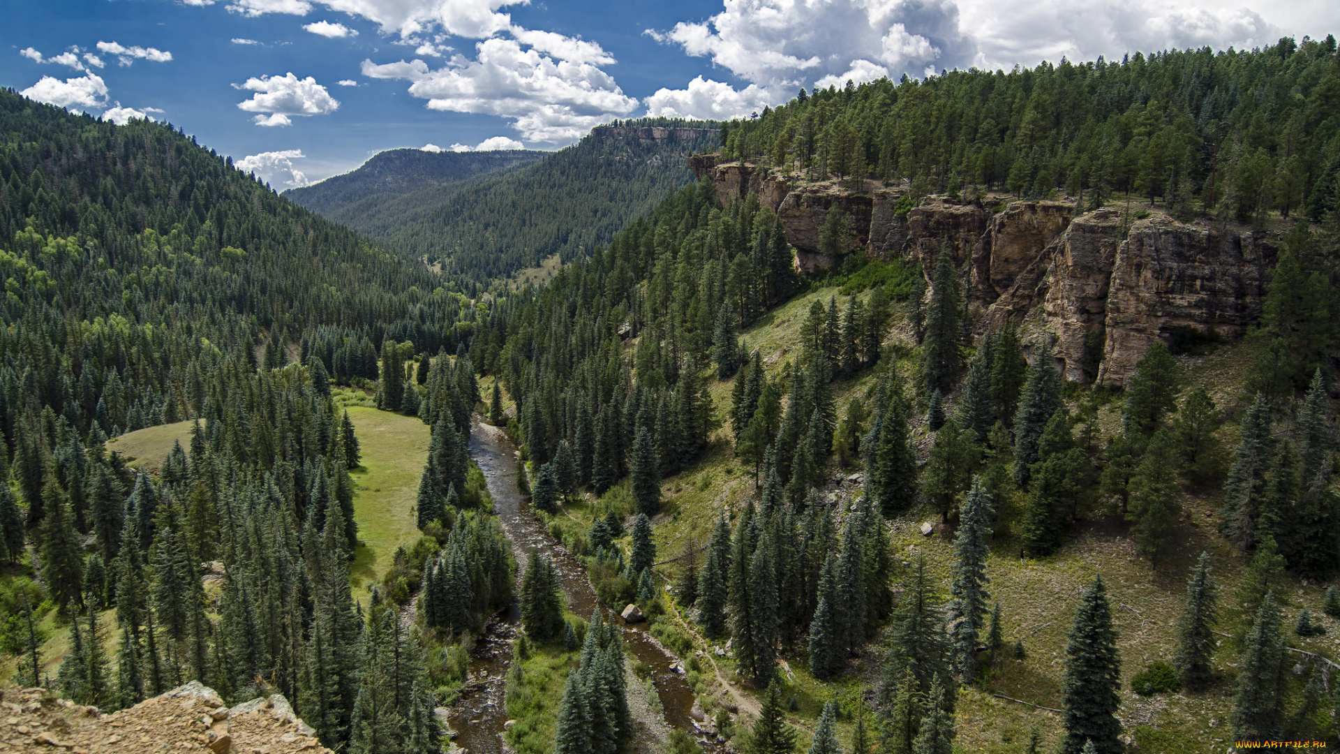 природа, лес, простор