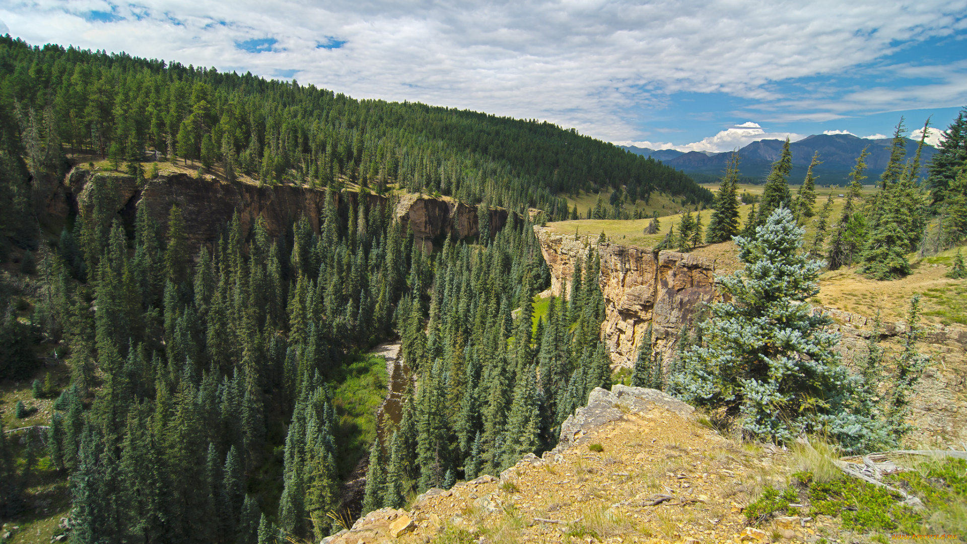 природа, лес, простор