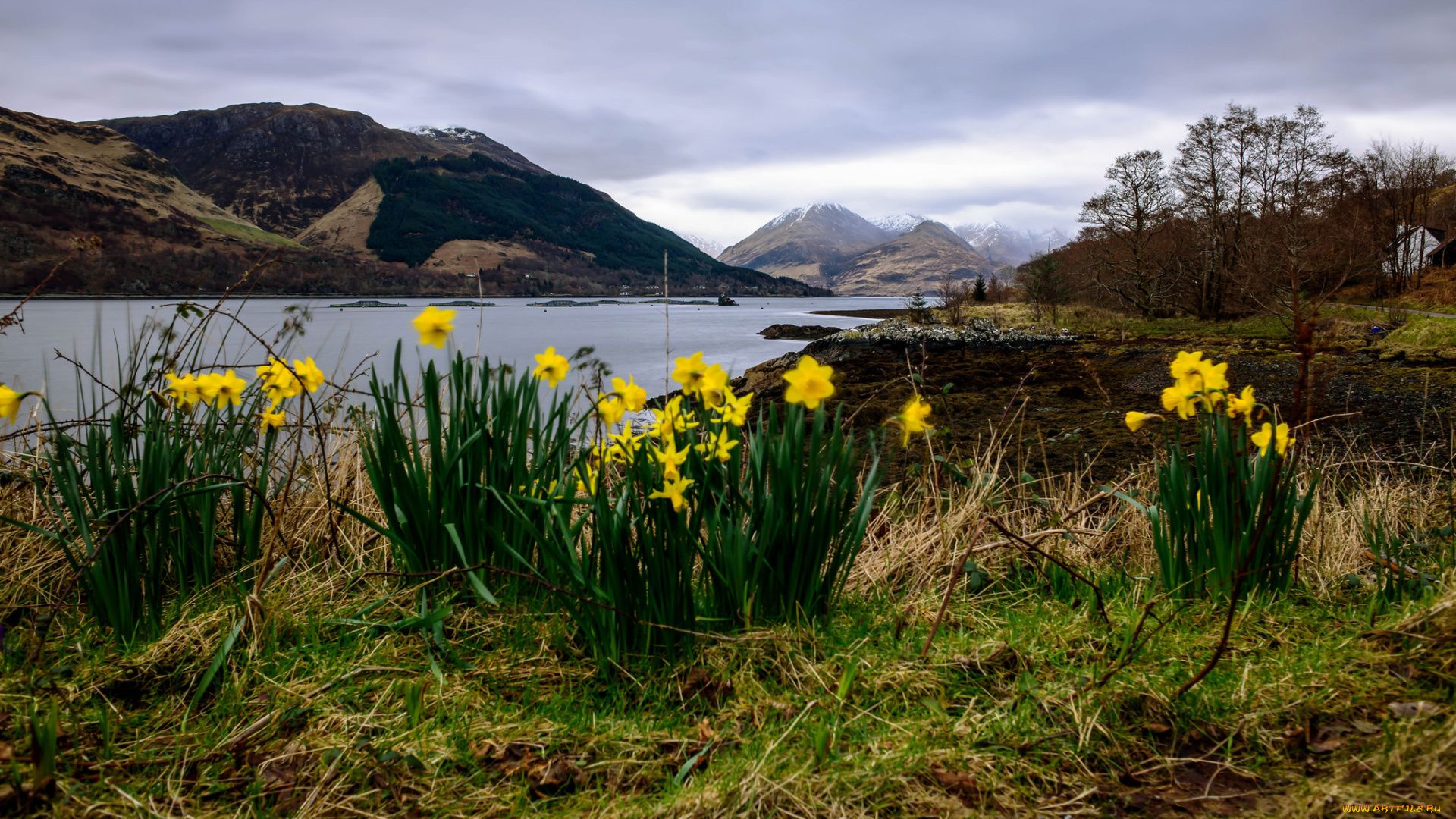 природа, луга, простор