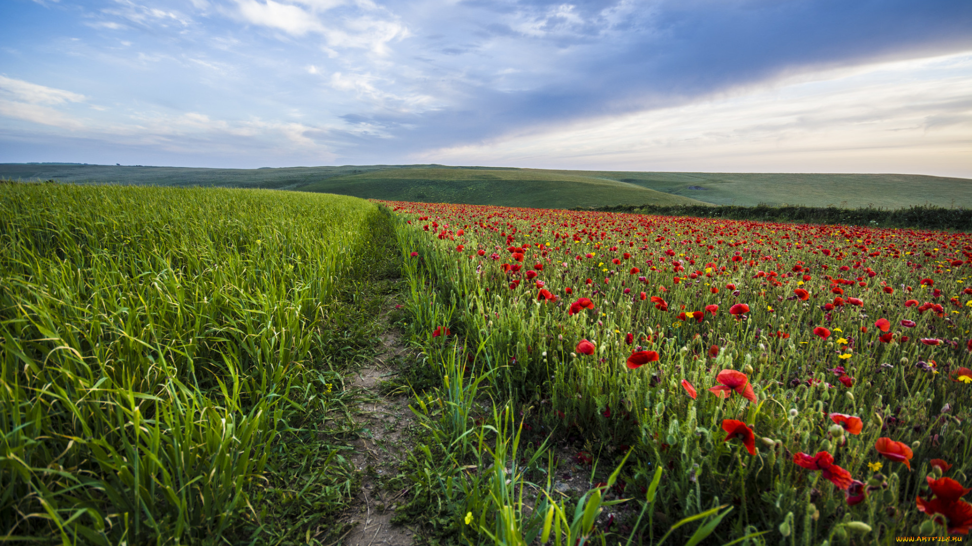 природа, поля, простор