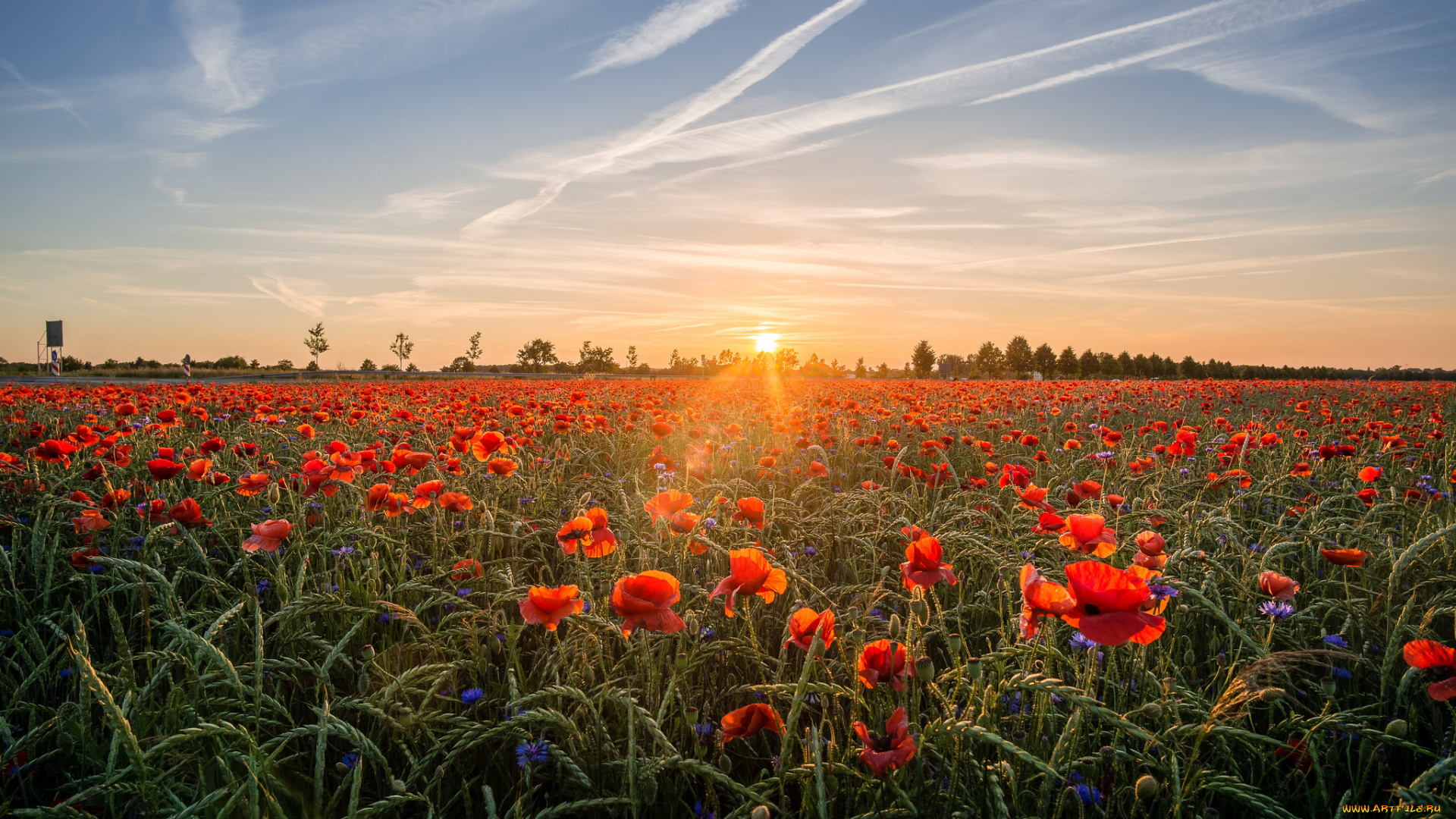 природа, поля, простор