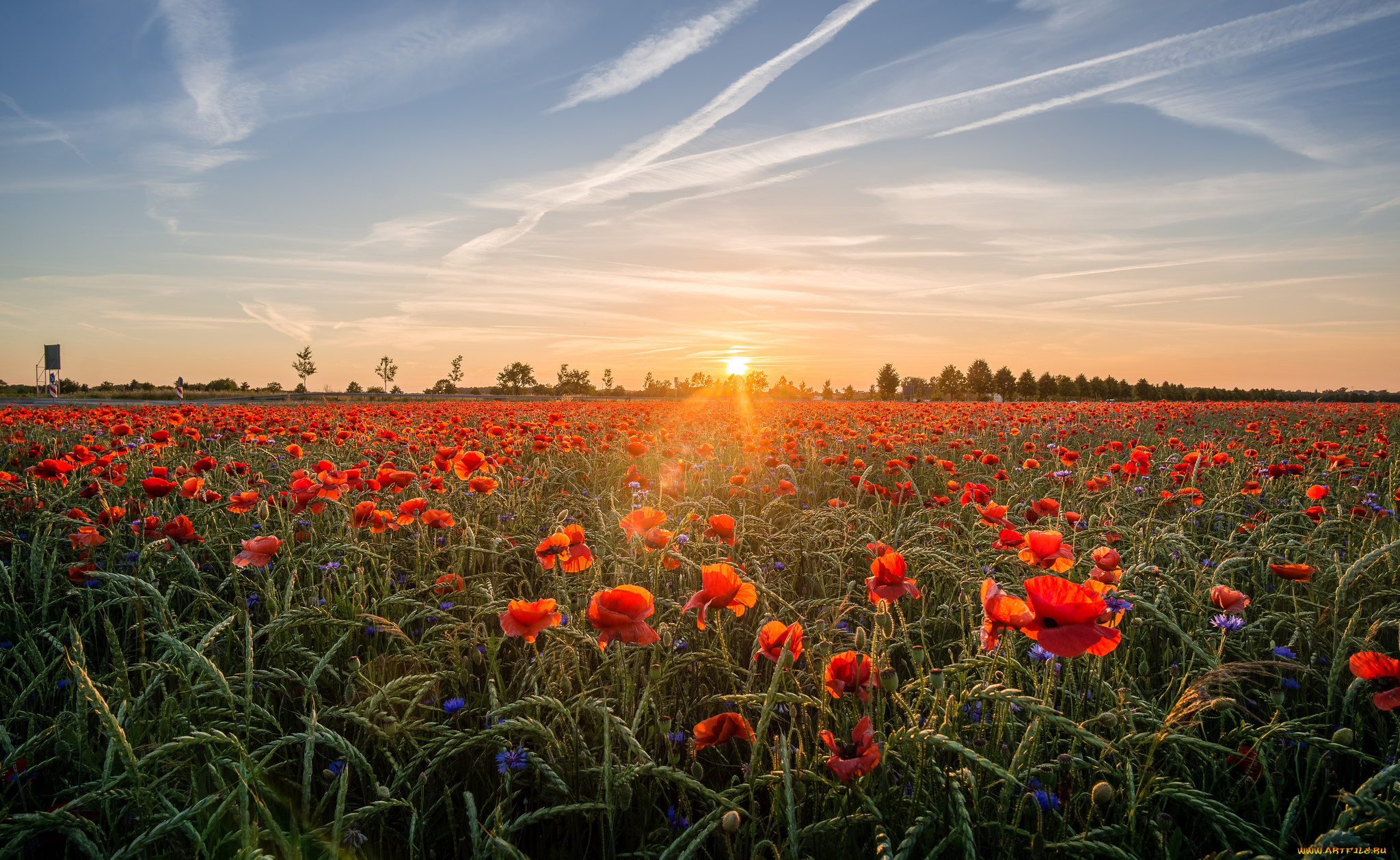 природа, поля, простор