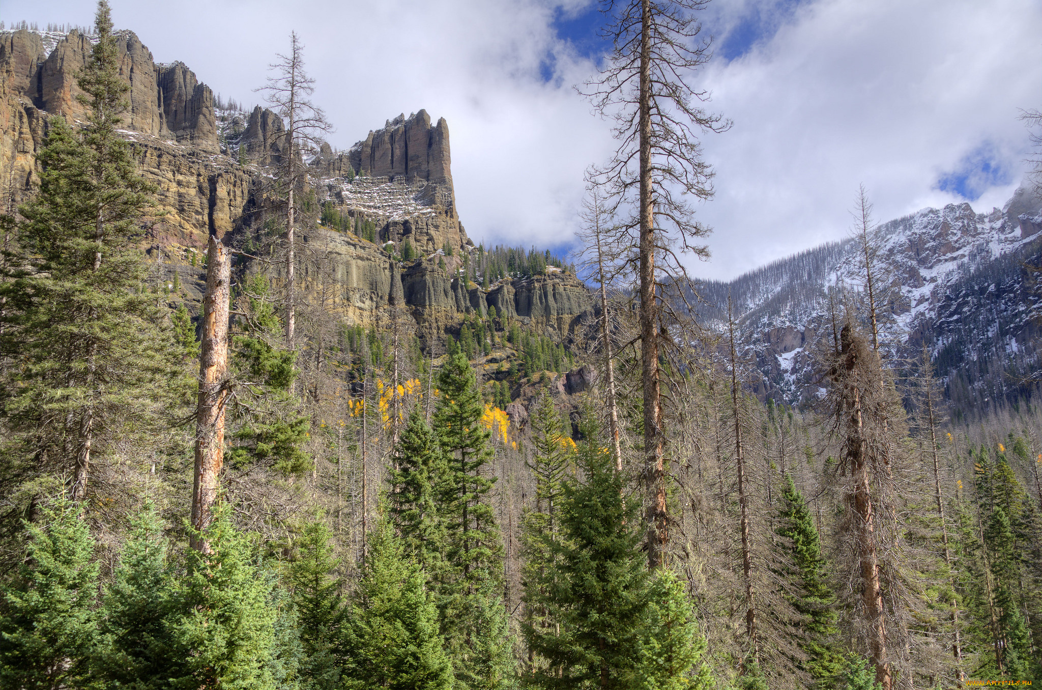 природа, лес, простор