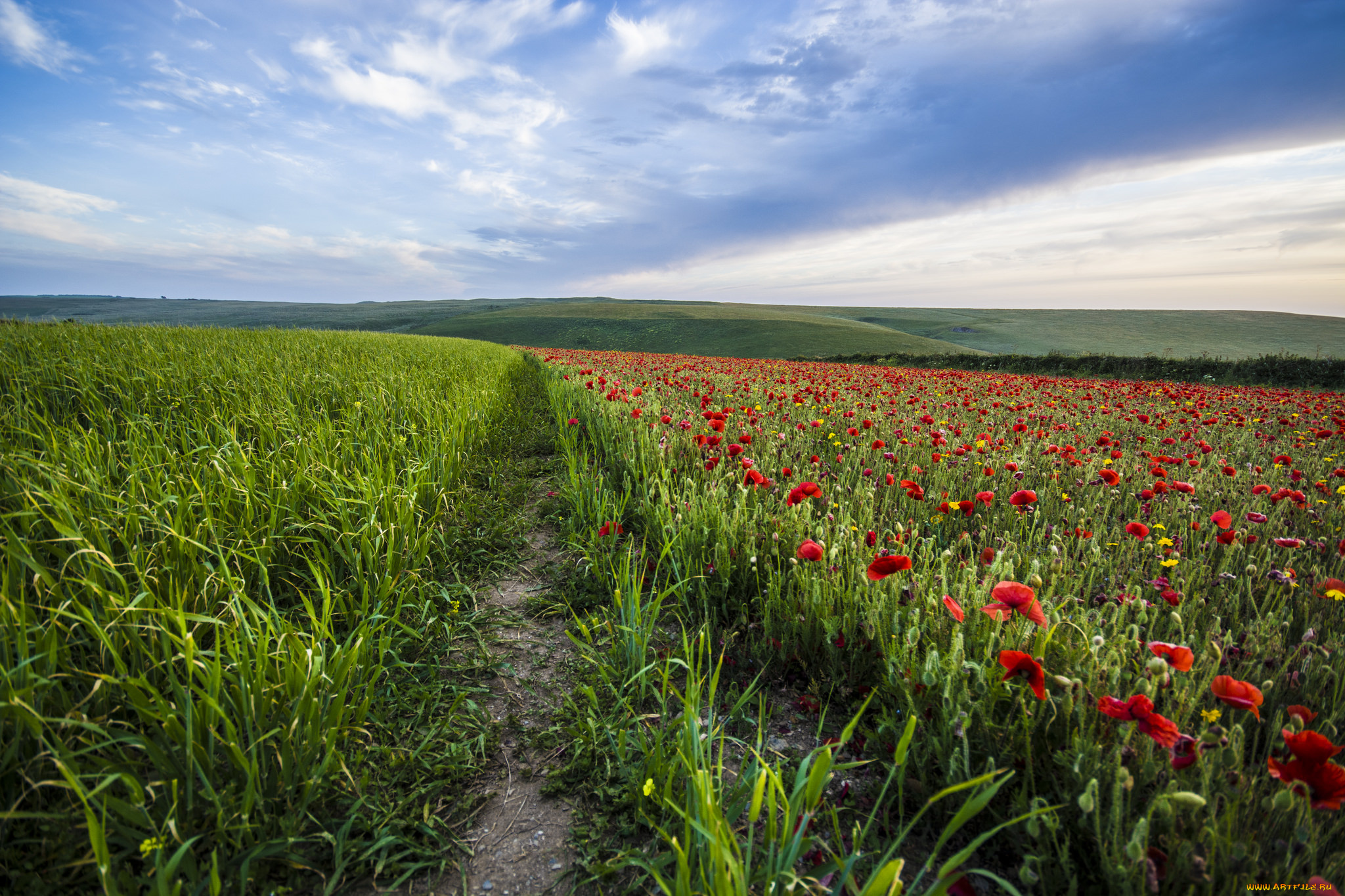 природа, поля, простор