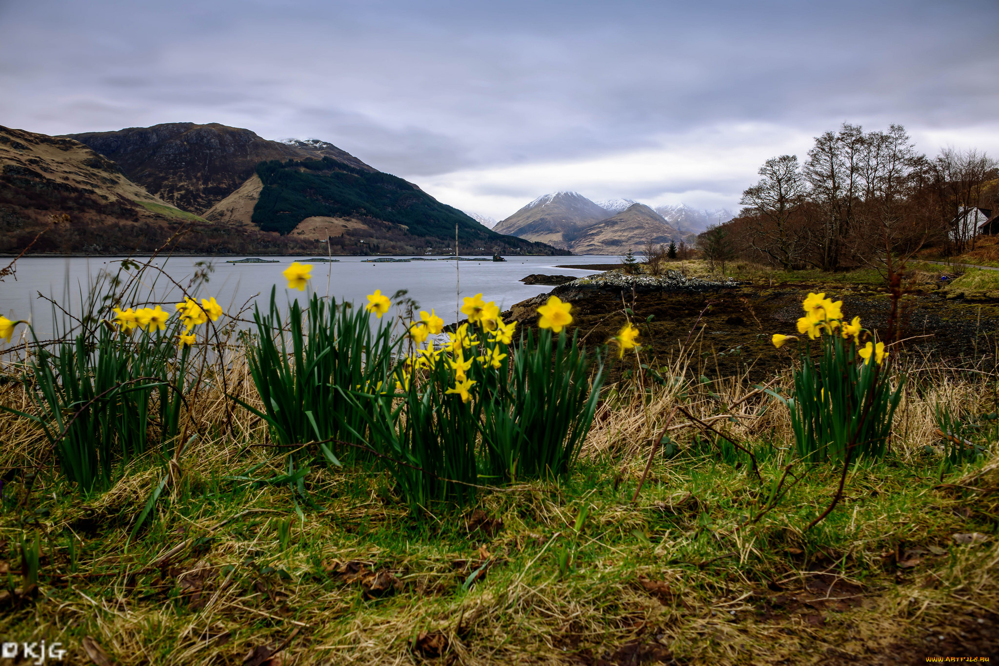 природа, луга, простор