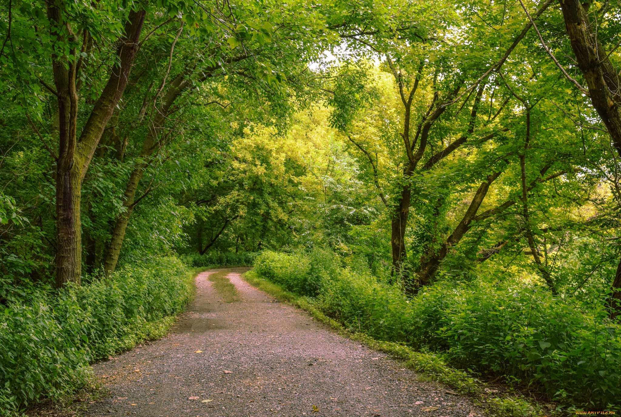 природа, дороги, простор