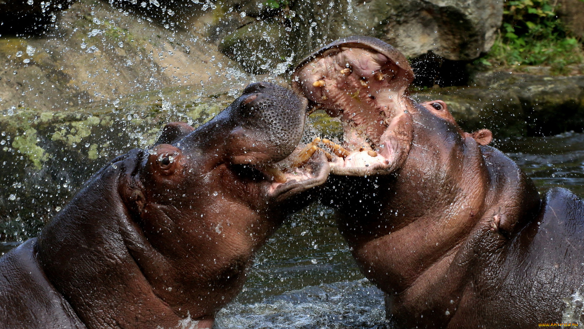 бегемоты, животные, бегемот, hippopotamus, млекопитающие, китопарнокопытные, бегемотовые, клыки, пасть, вода