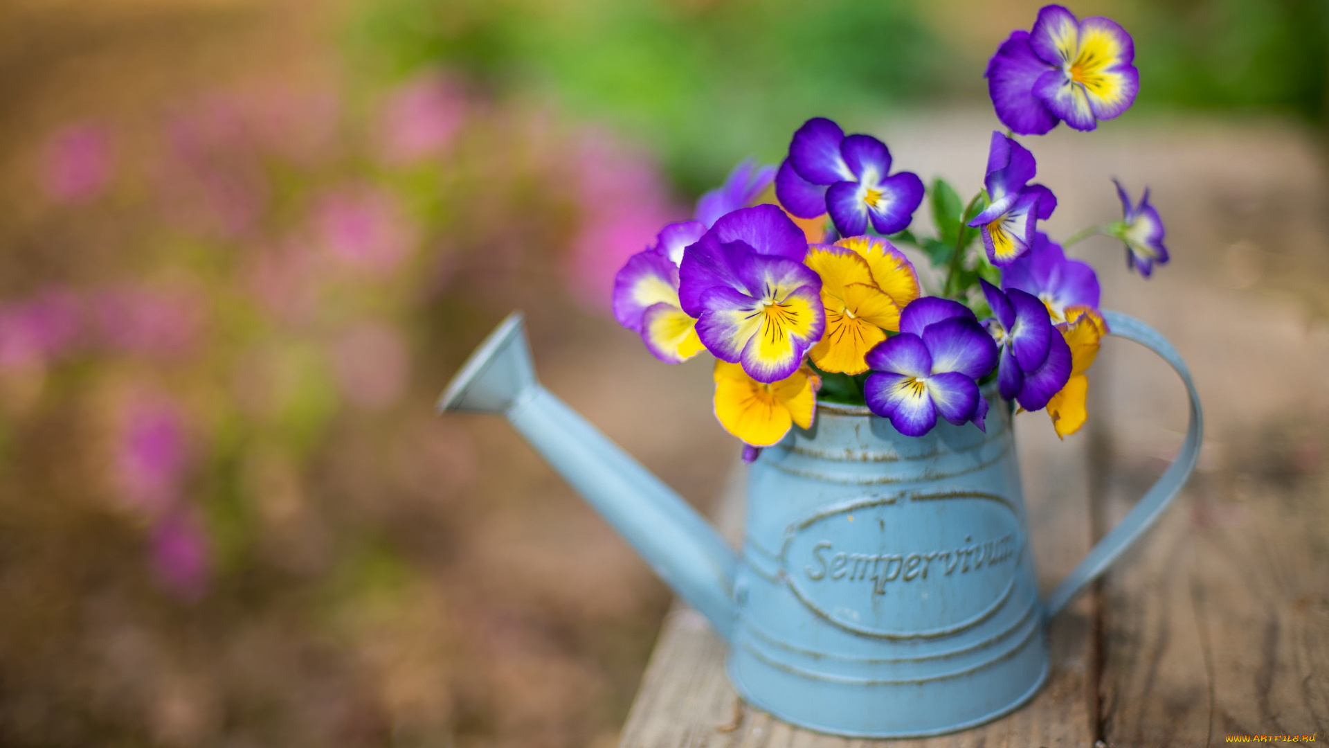 цветы, анютины, глазки, , садовые, фиалки, разноцветные